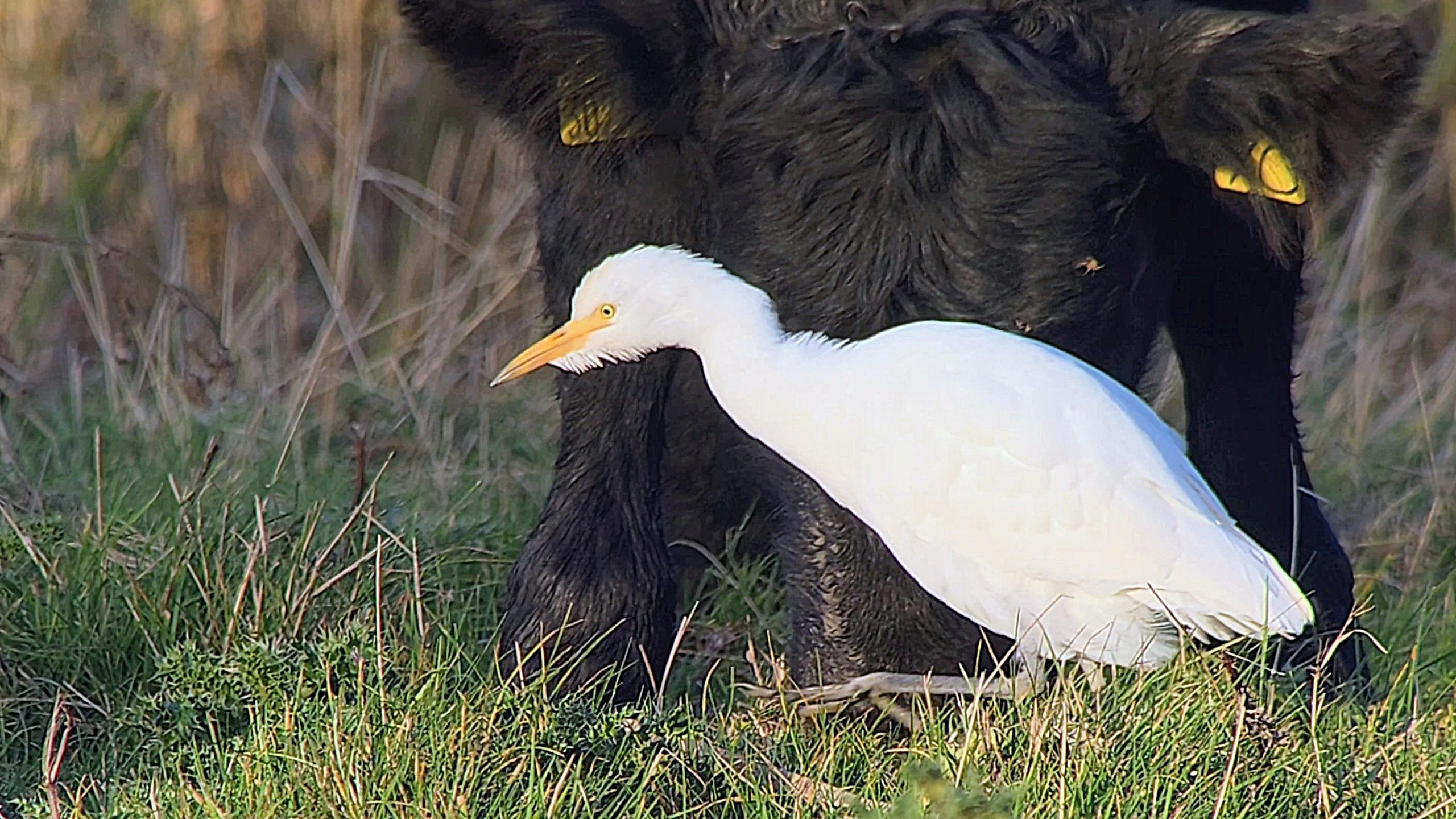 Cattle Egret - 16-10-2026