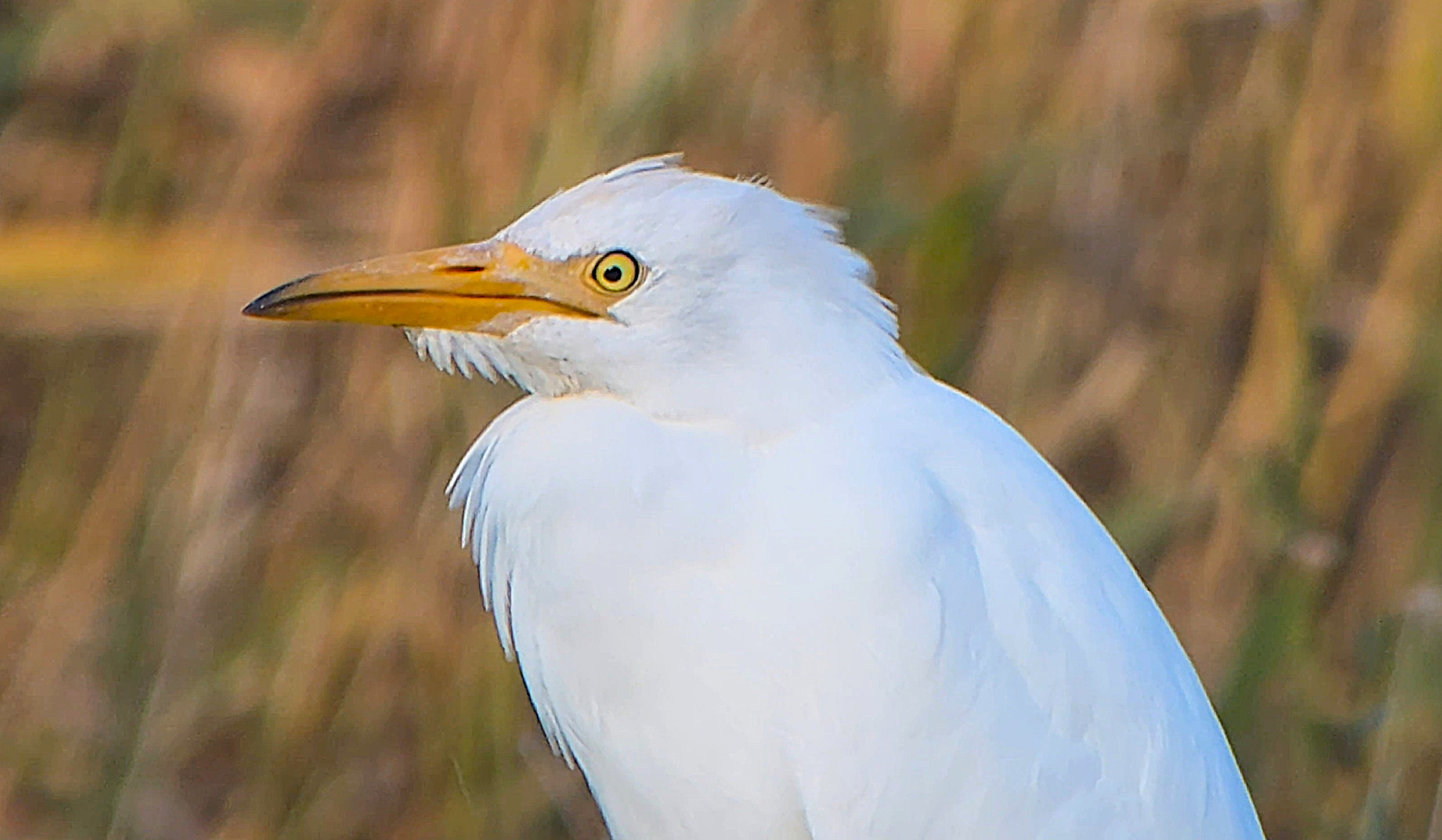Cattle Egret - 16-10-2026
