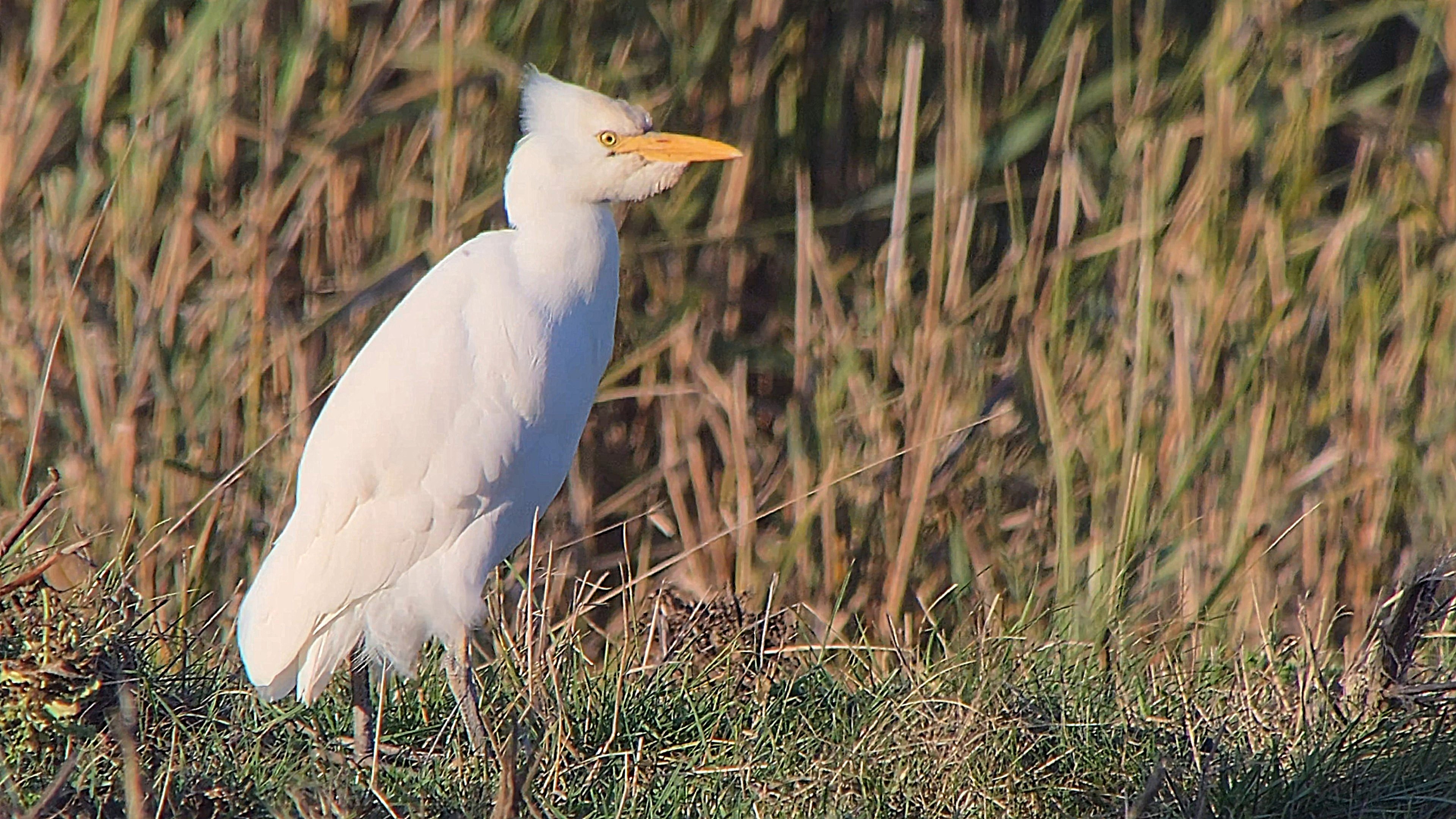 Cattle Egret - 16-10-2026