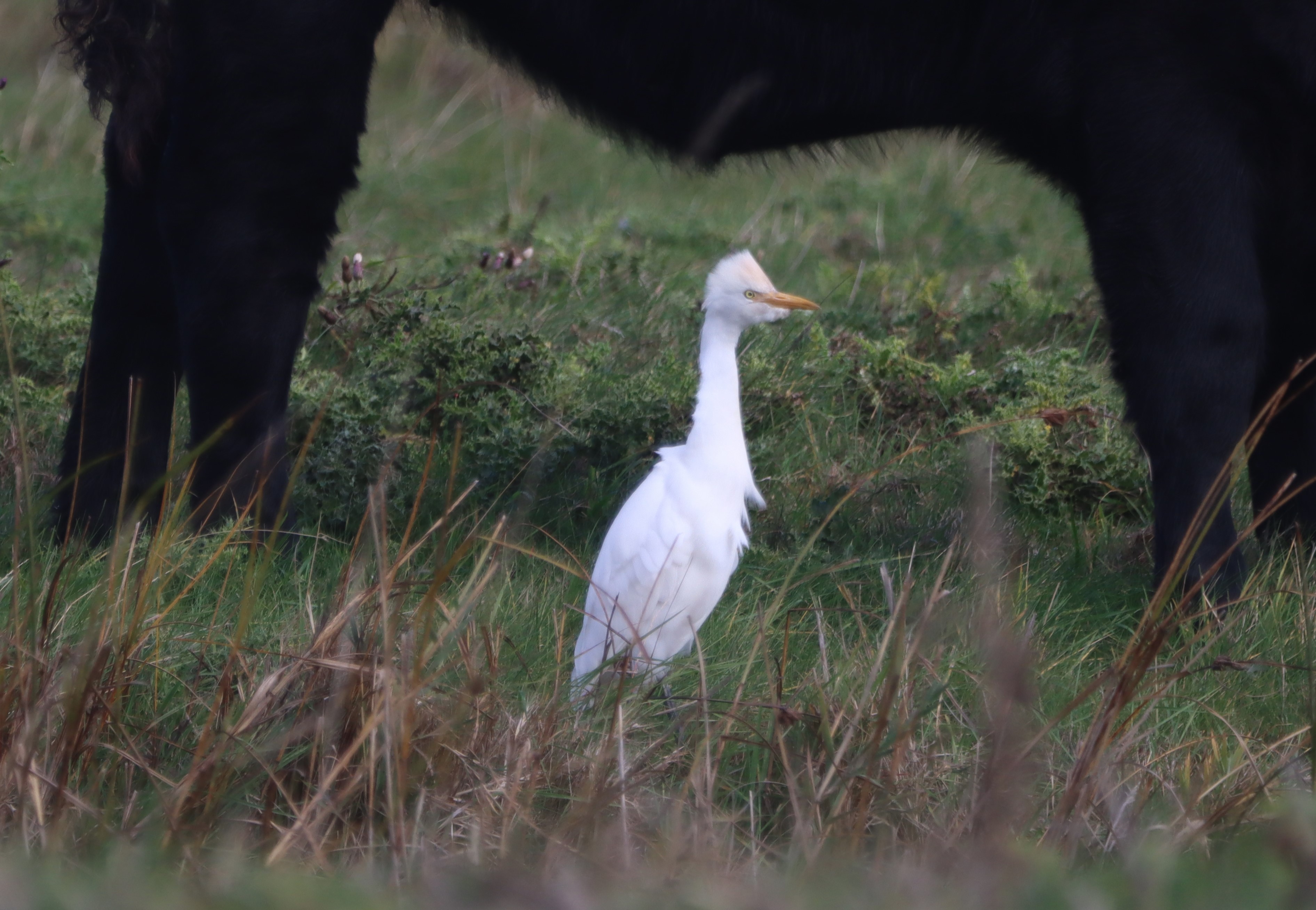 Cattle Egret - 17-10-2026