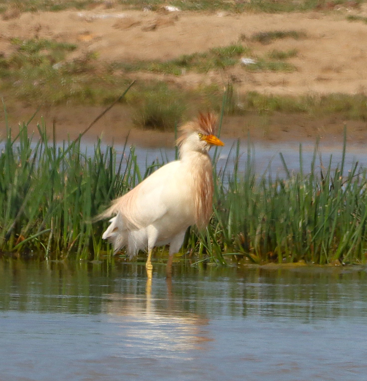 Cattle Egret - 02-08-2025