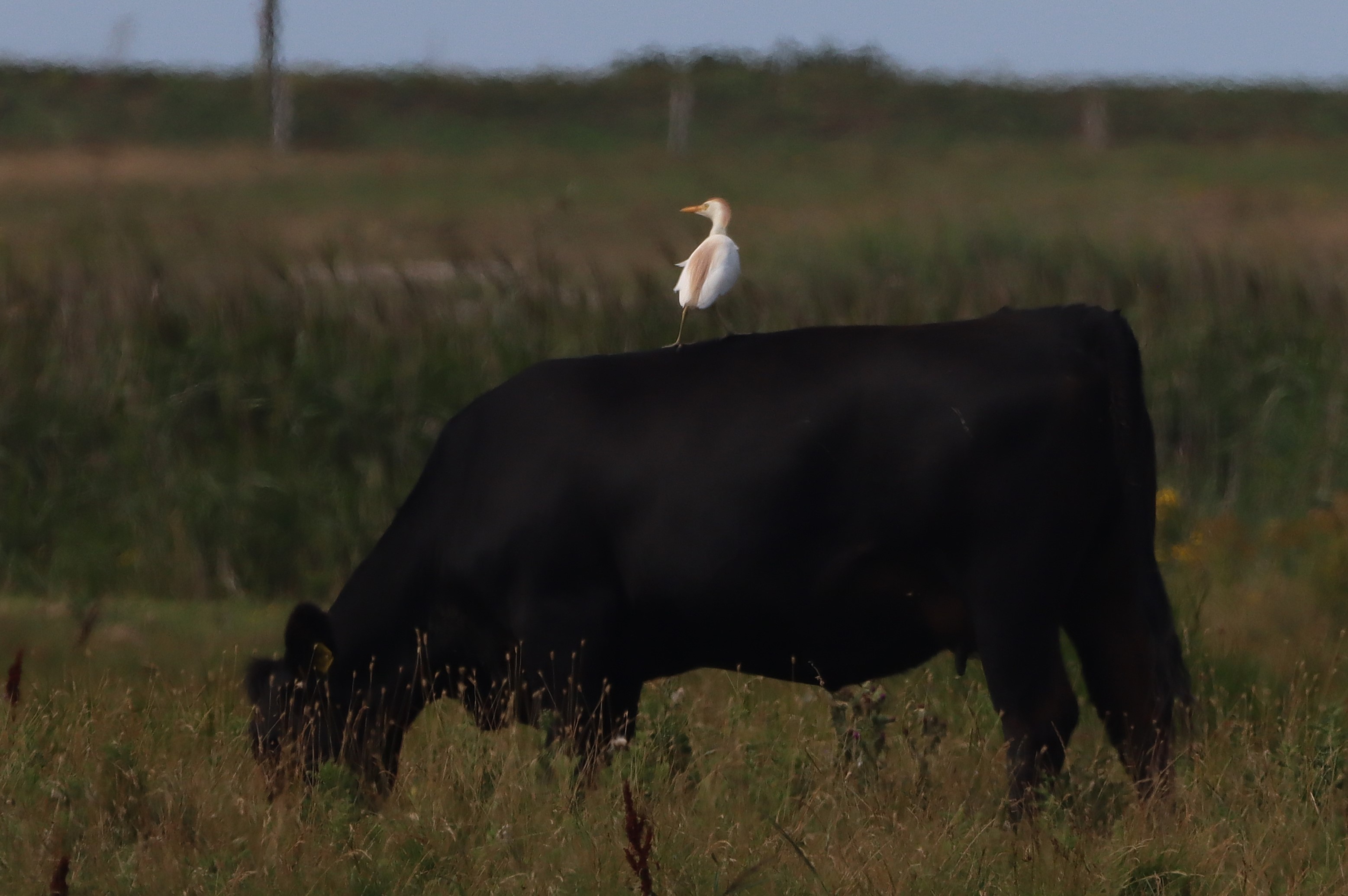 Cattle Egret - 02-08-2025