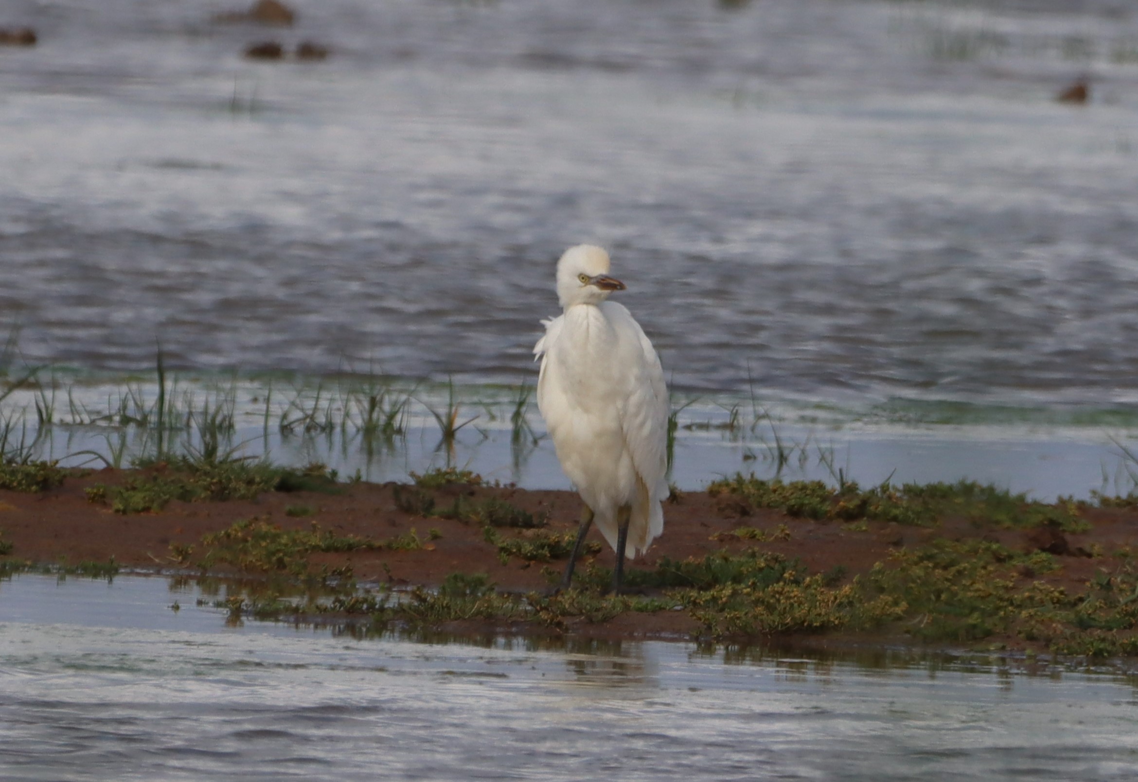 Cattle Egret - 21-07-2025