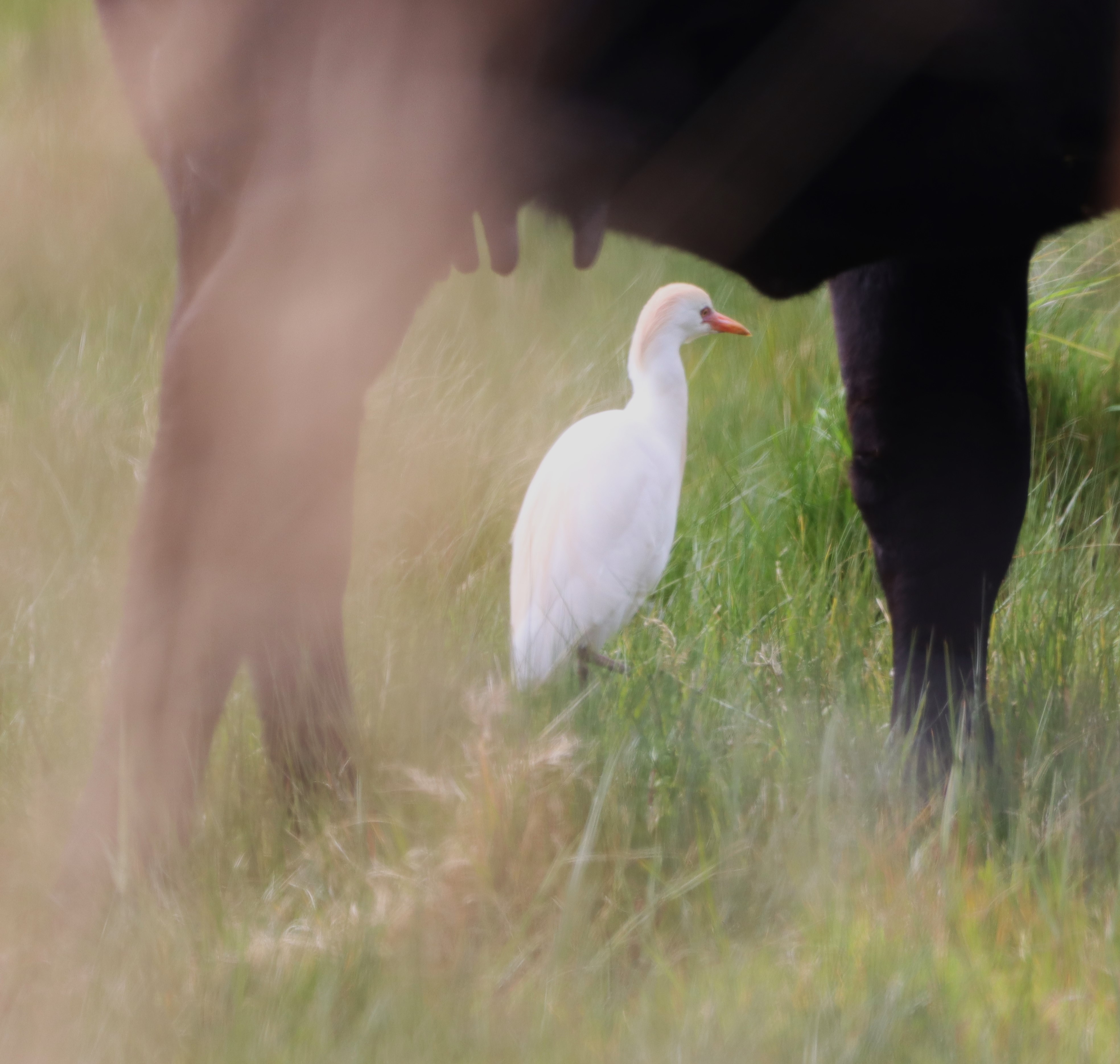 Cattle Egret - 27-04-2024
