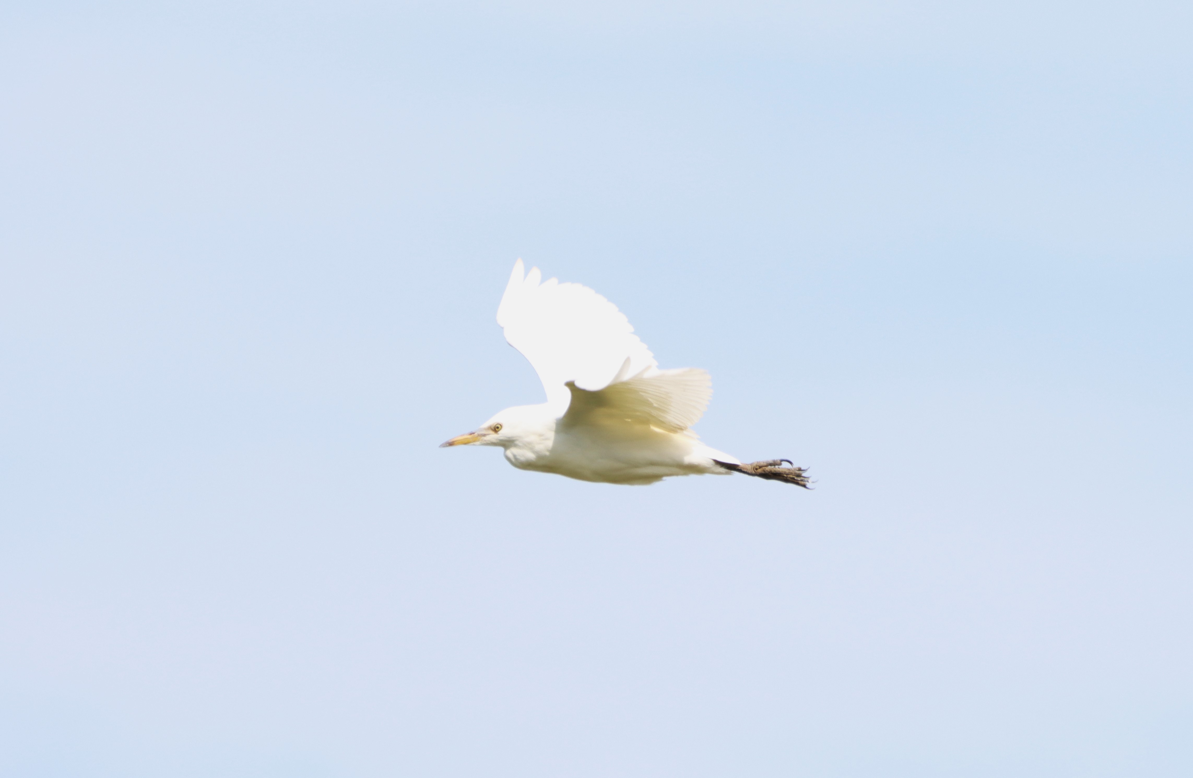 Cattle Egret - 27-07-2024