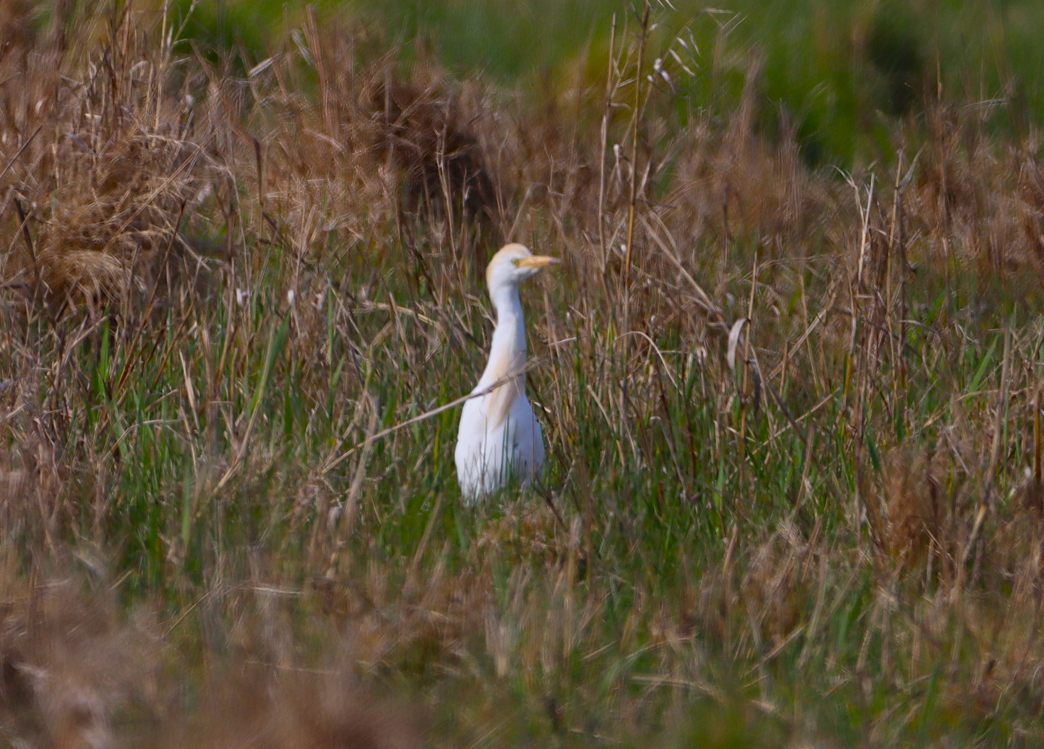Cattle Egret - 28-04-2025