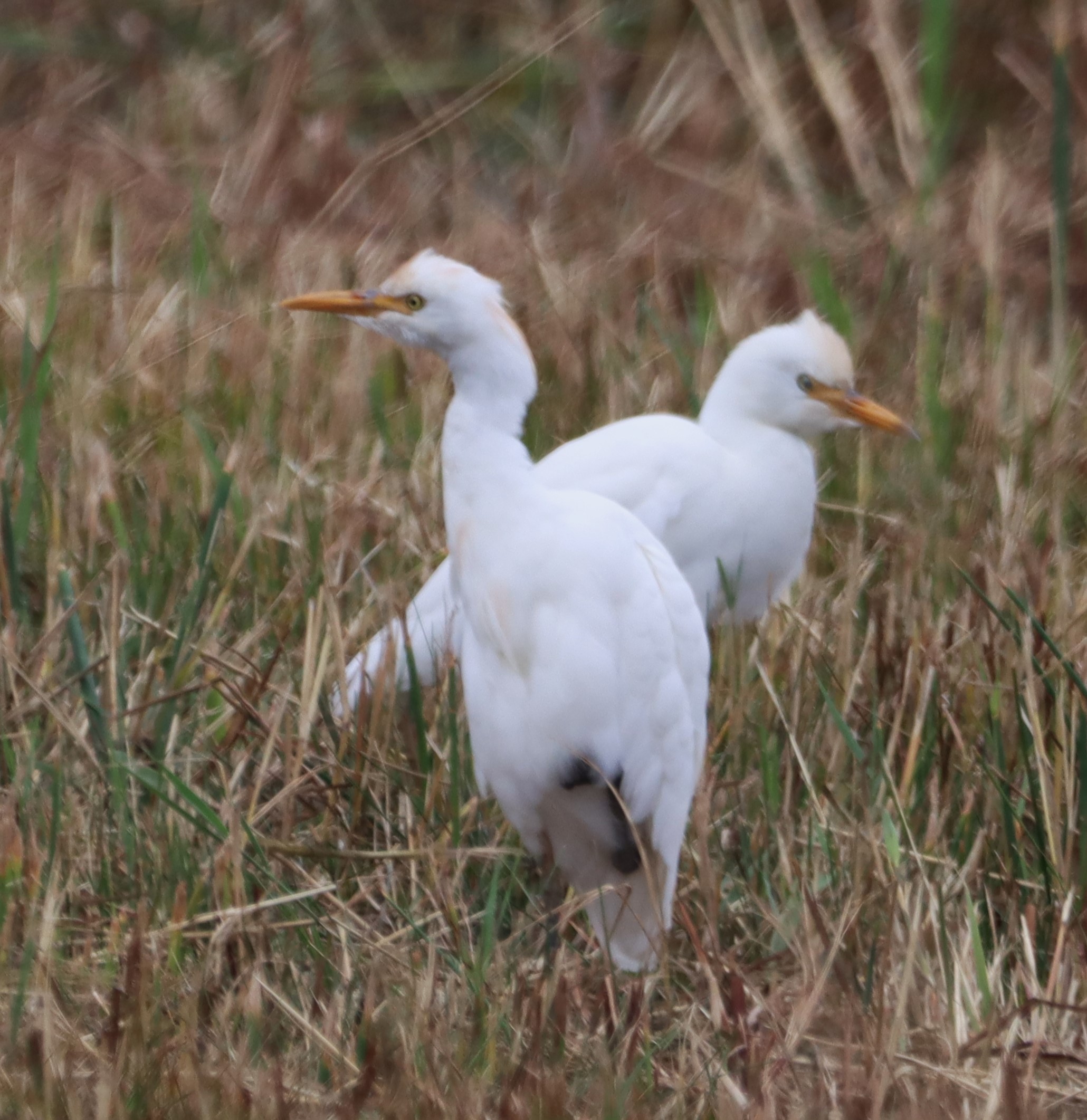 Cattle Egret - 07-09-2024