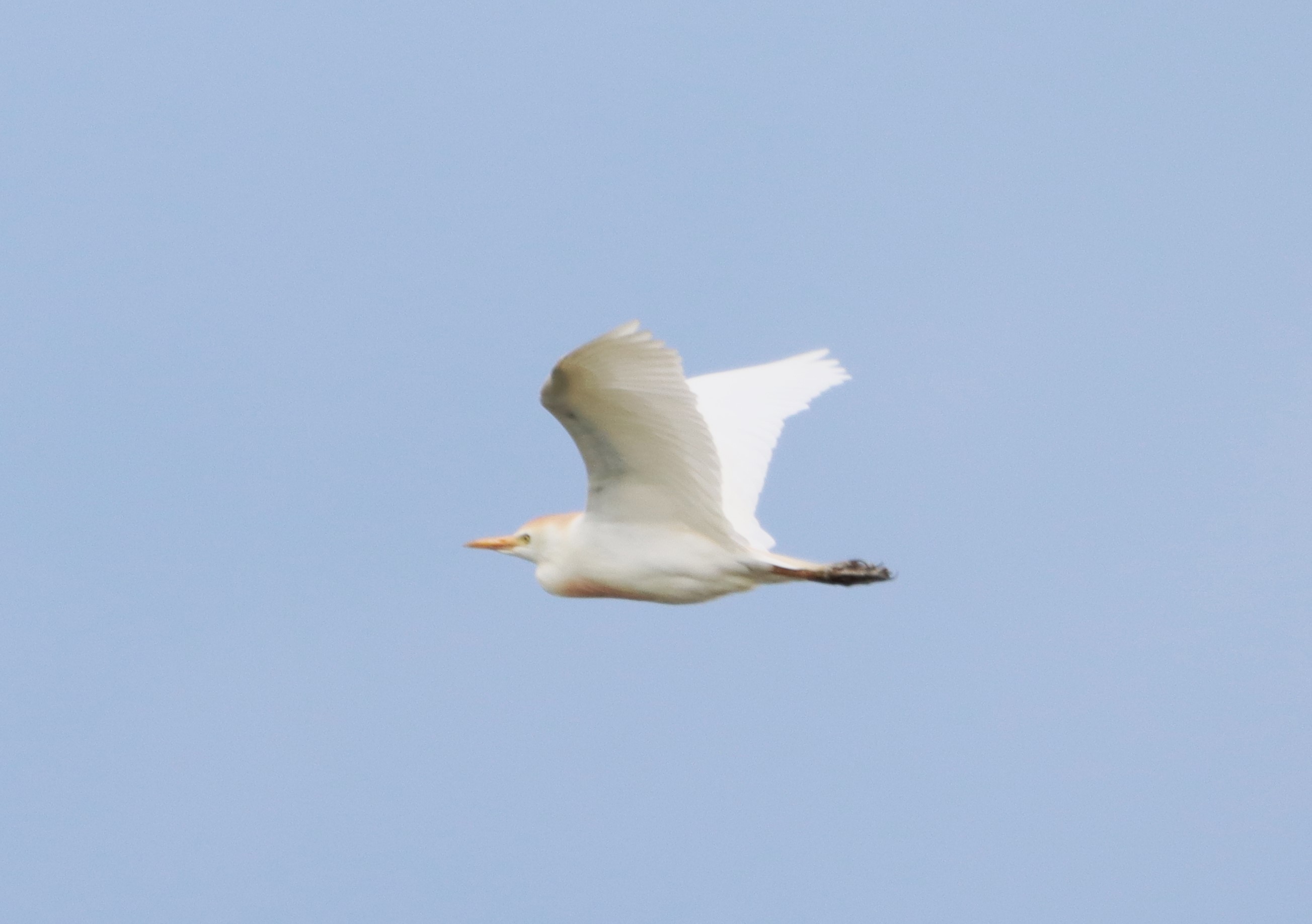 Cattle Egret - 08-06-2024