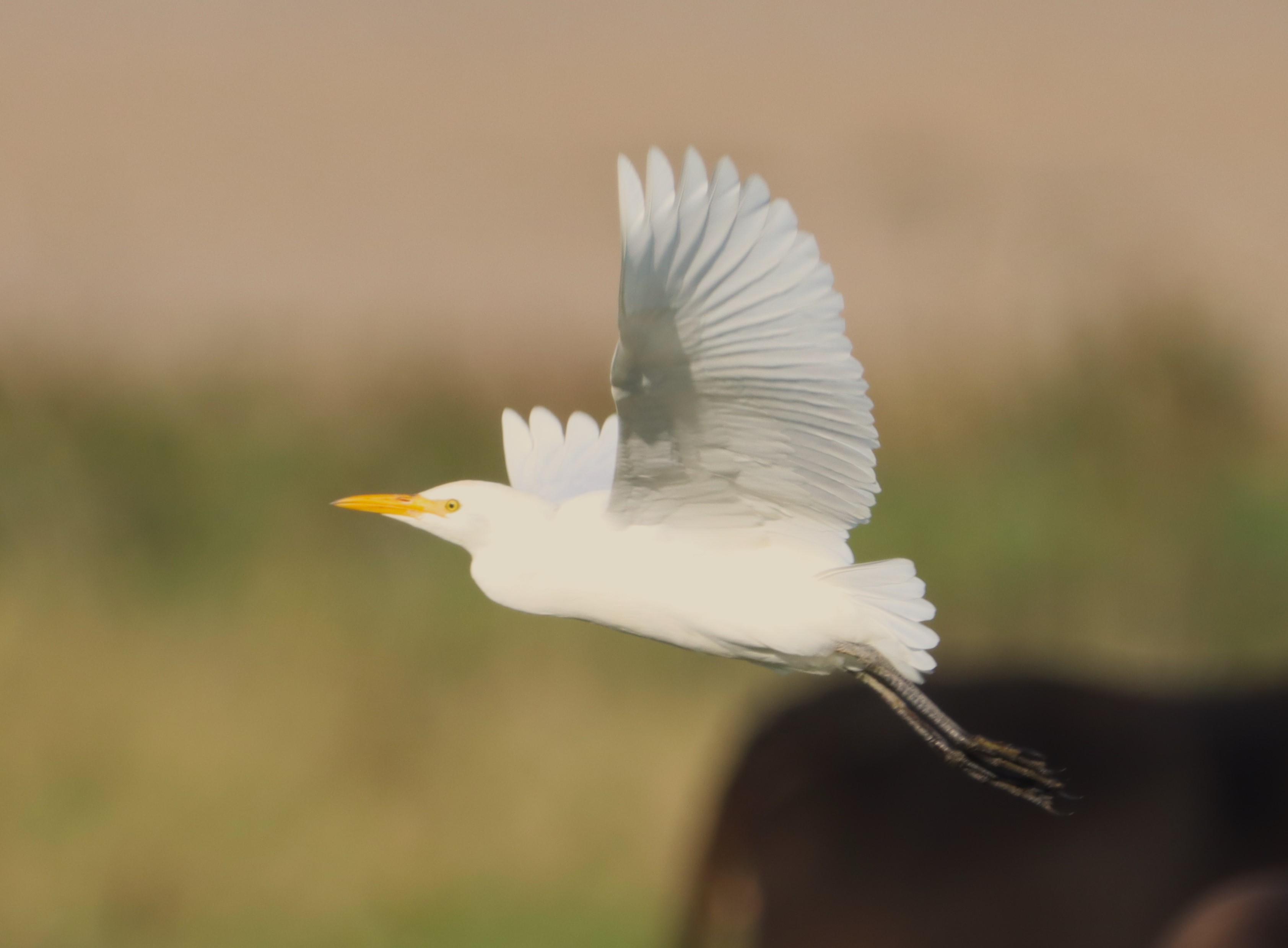 Cattle Egret - 22-09-2023