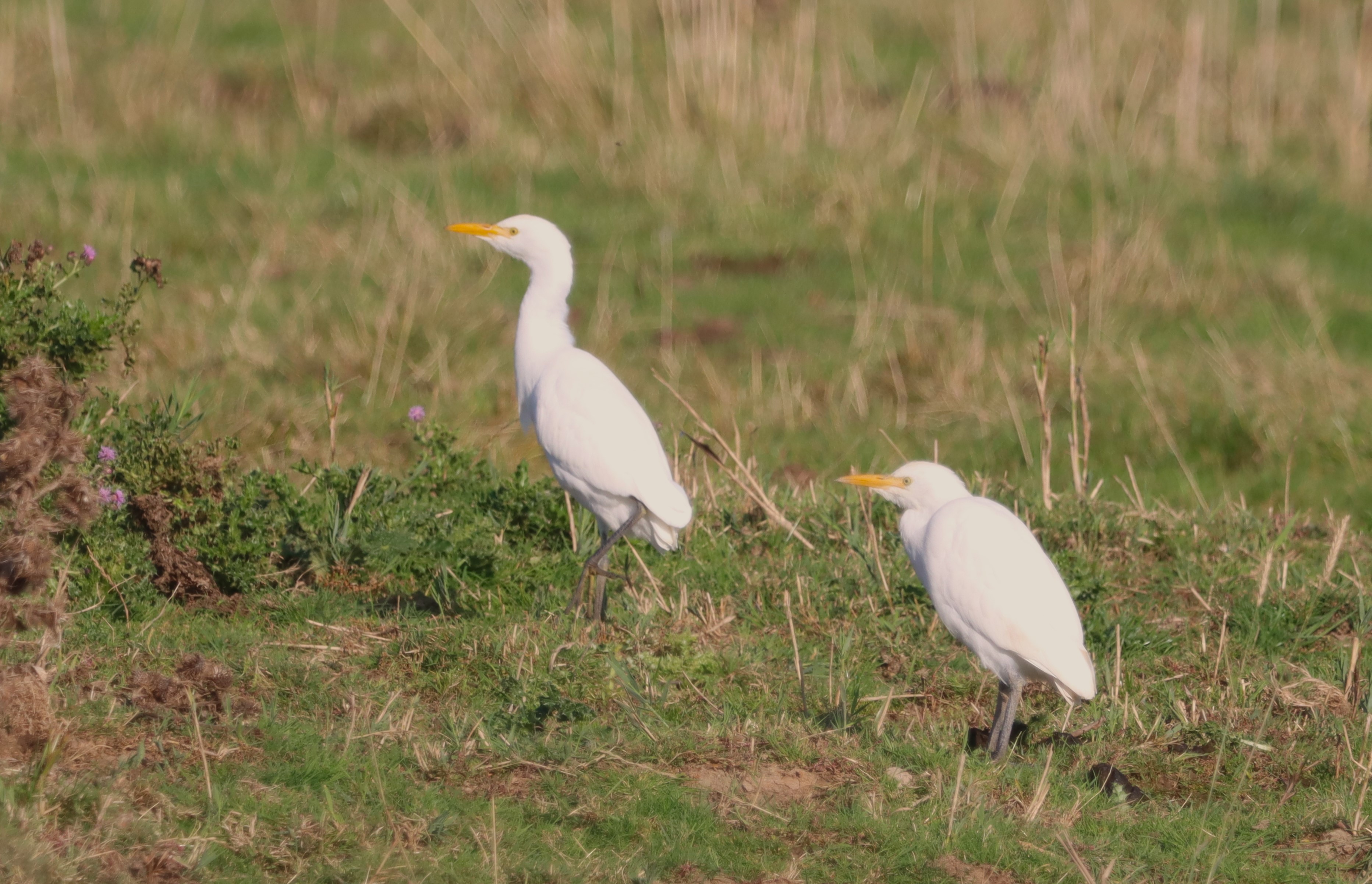 Cattle Egret - 22-09-2023