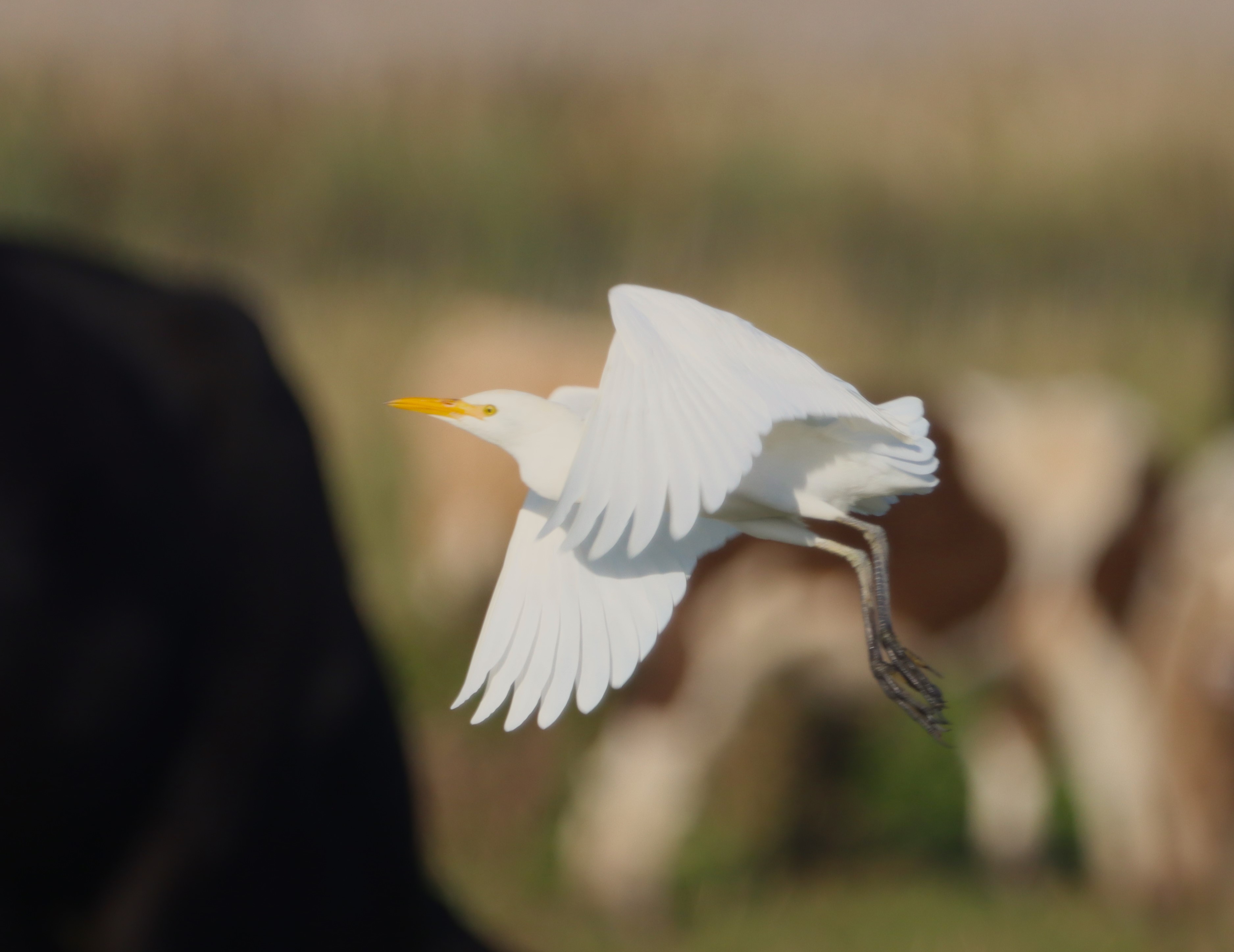 Cattle Egret - 22-09-2023