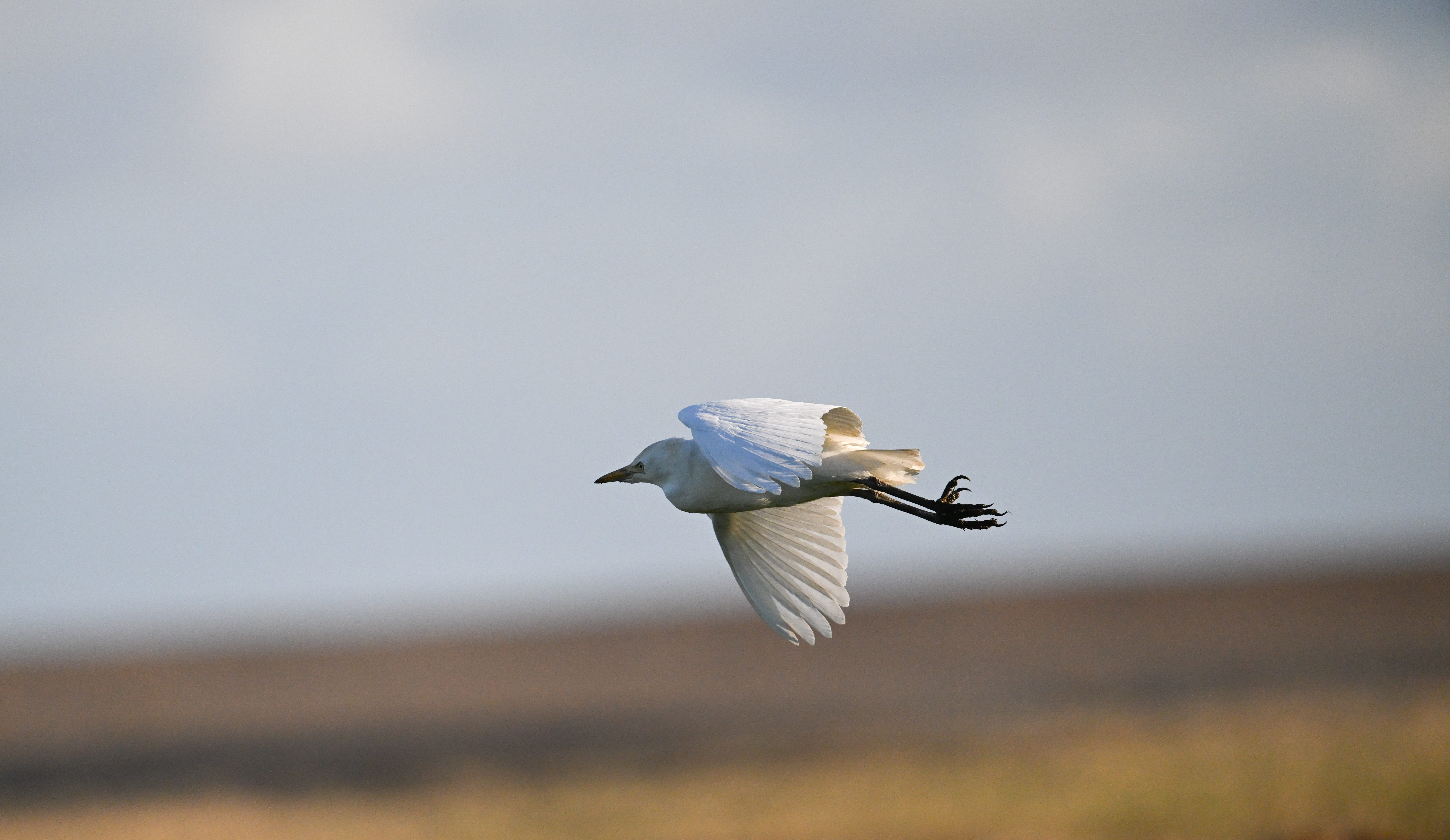 Cattle Egret - 17-11-2024