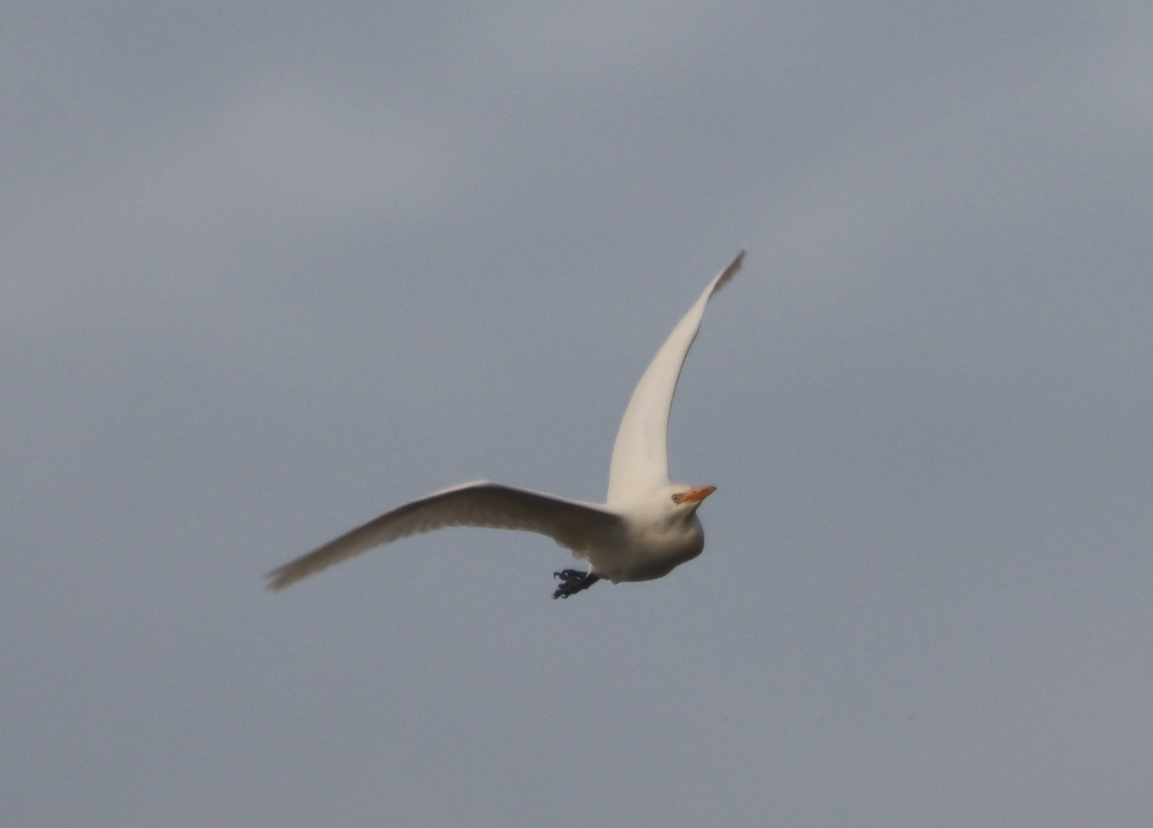 Cattle Egret - 18-10-2023