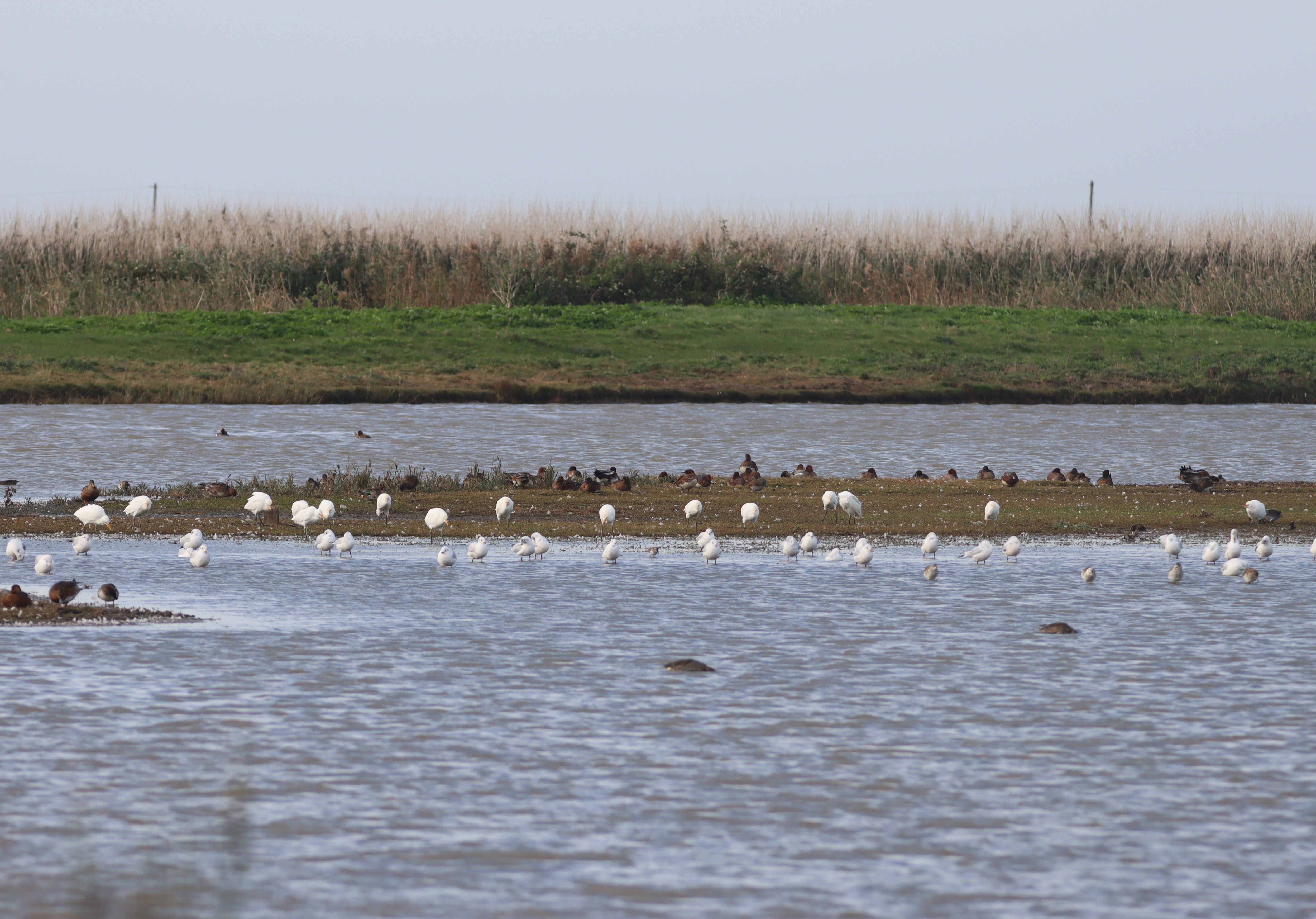 Cattle Egret - 18-10-2023