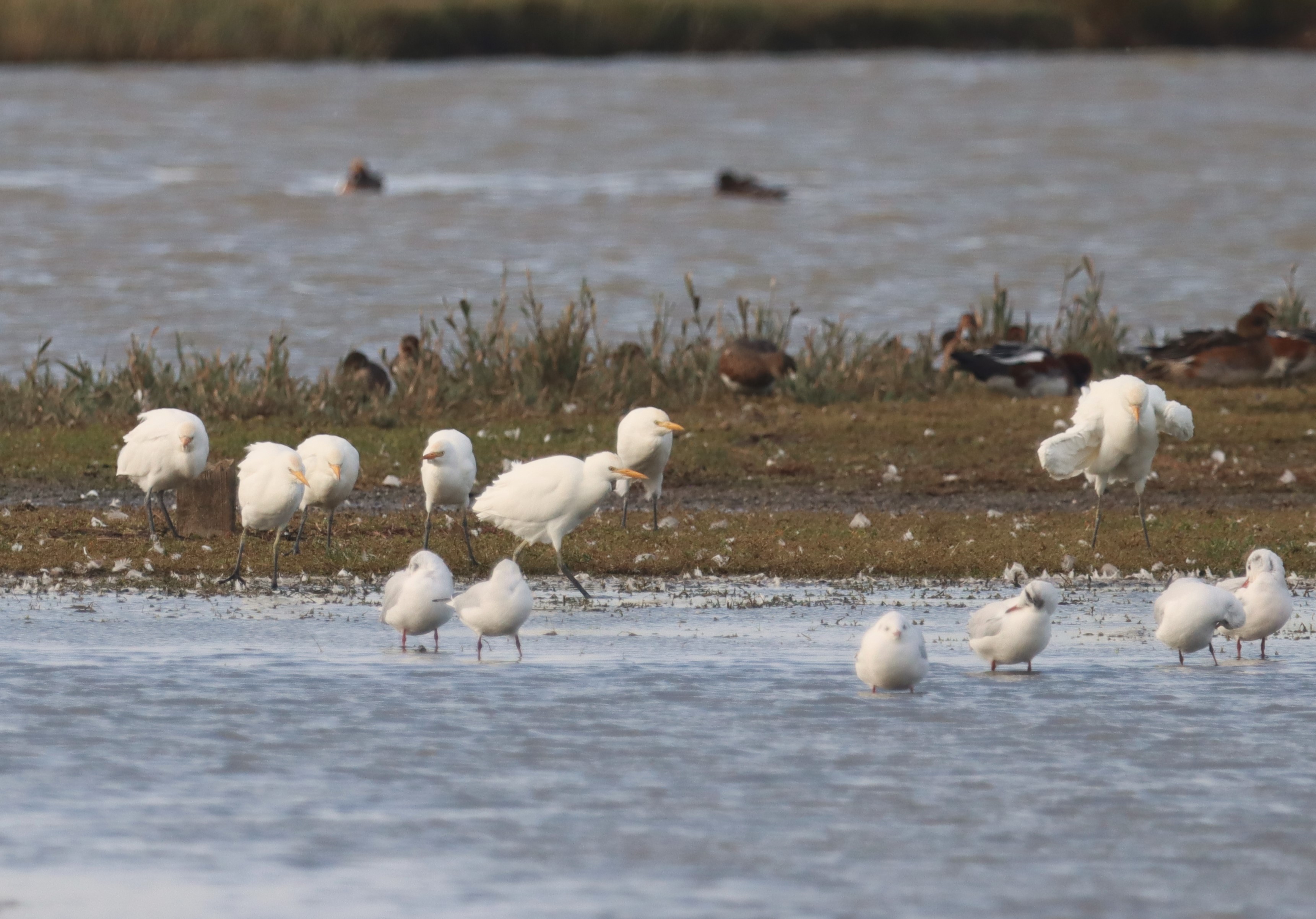 Cattle Egret - 18-10-2023