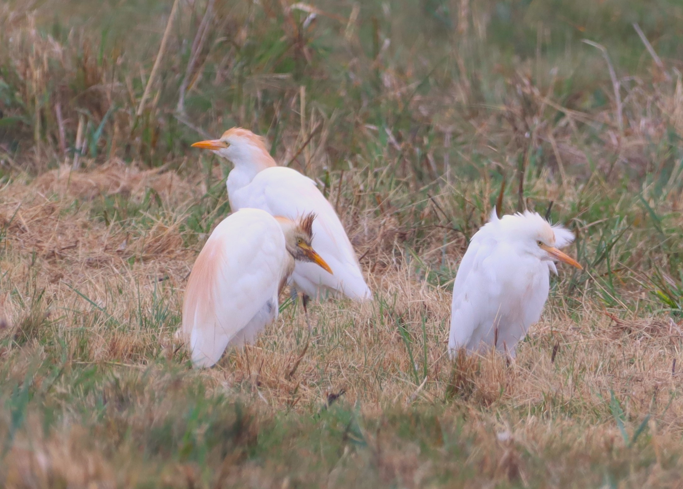 Cattle Egret - 19-08-2025