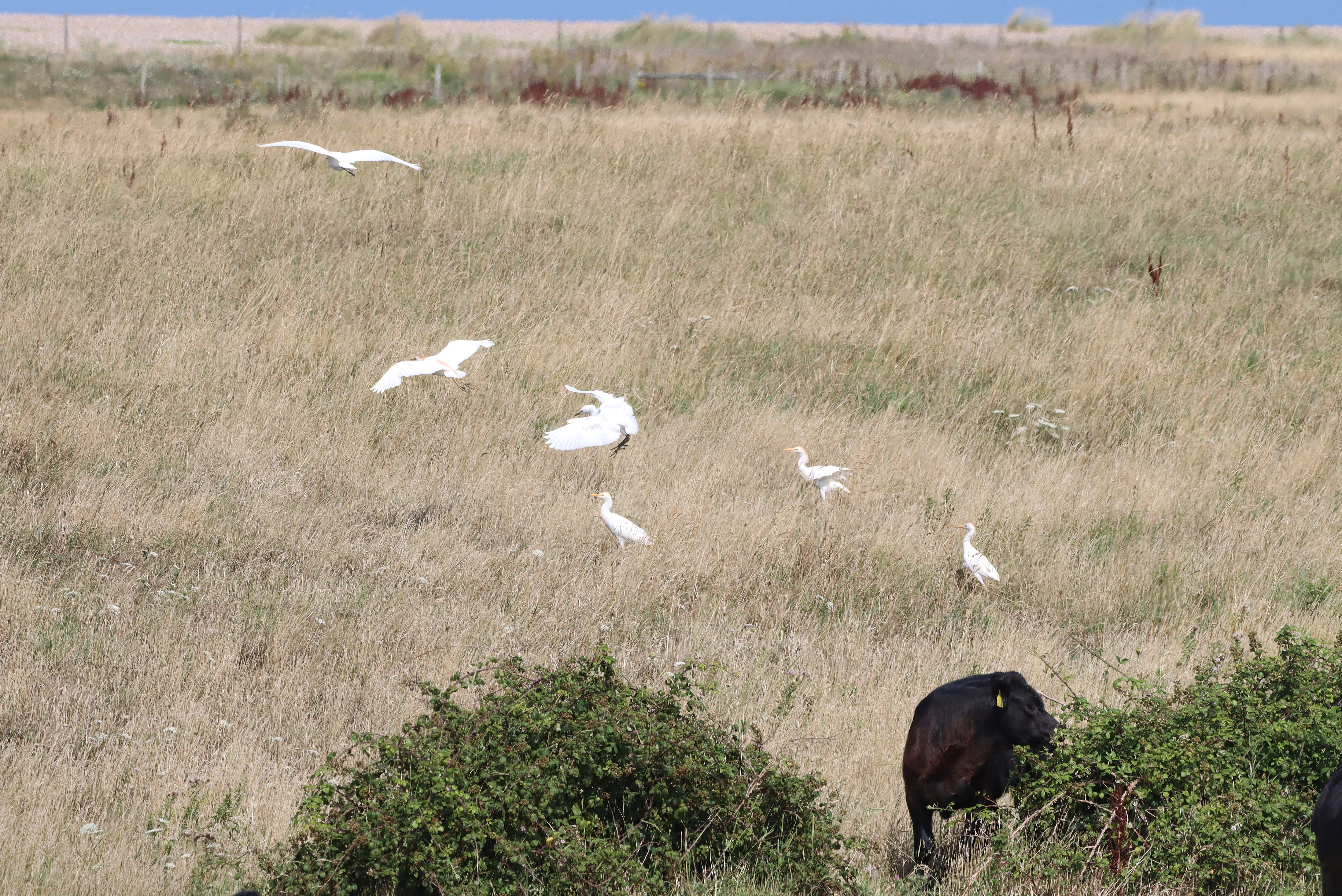 Cattle Egret - 25-07-2025