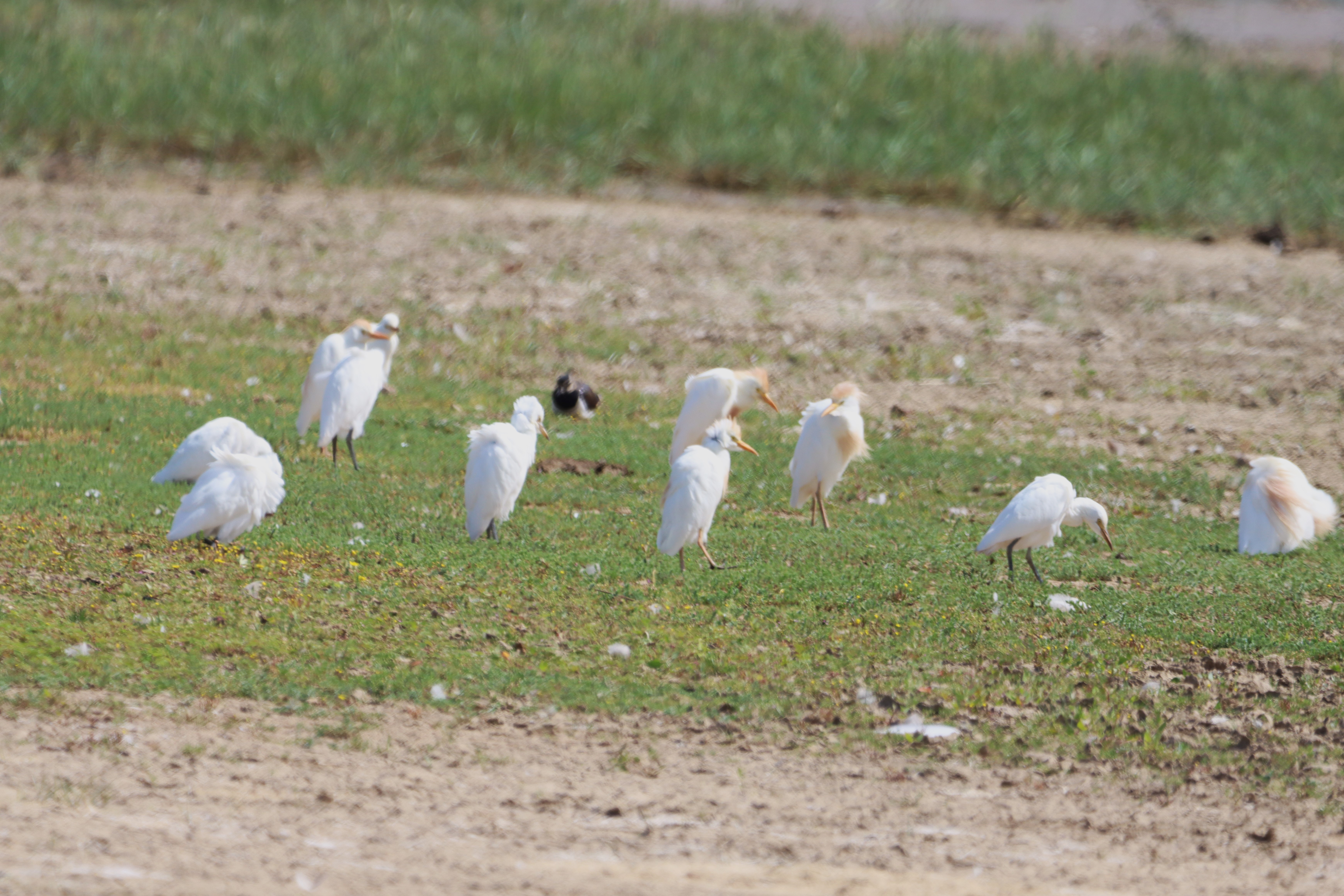 Cattle Egret - 27-07-2024