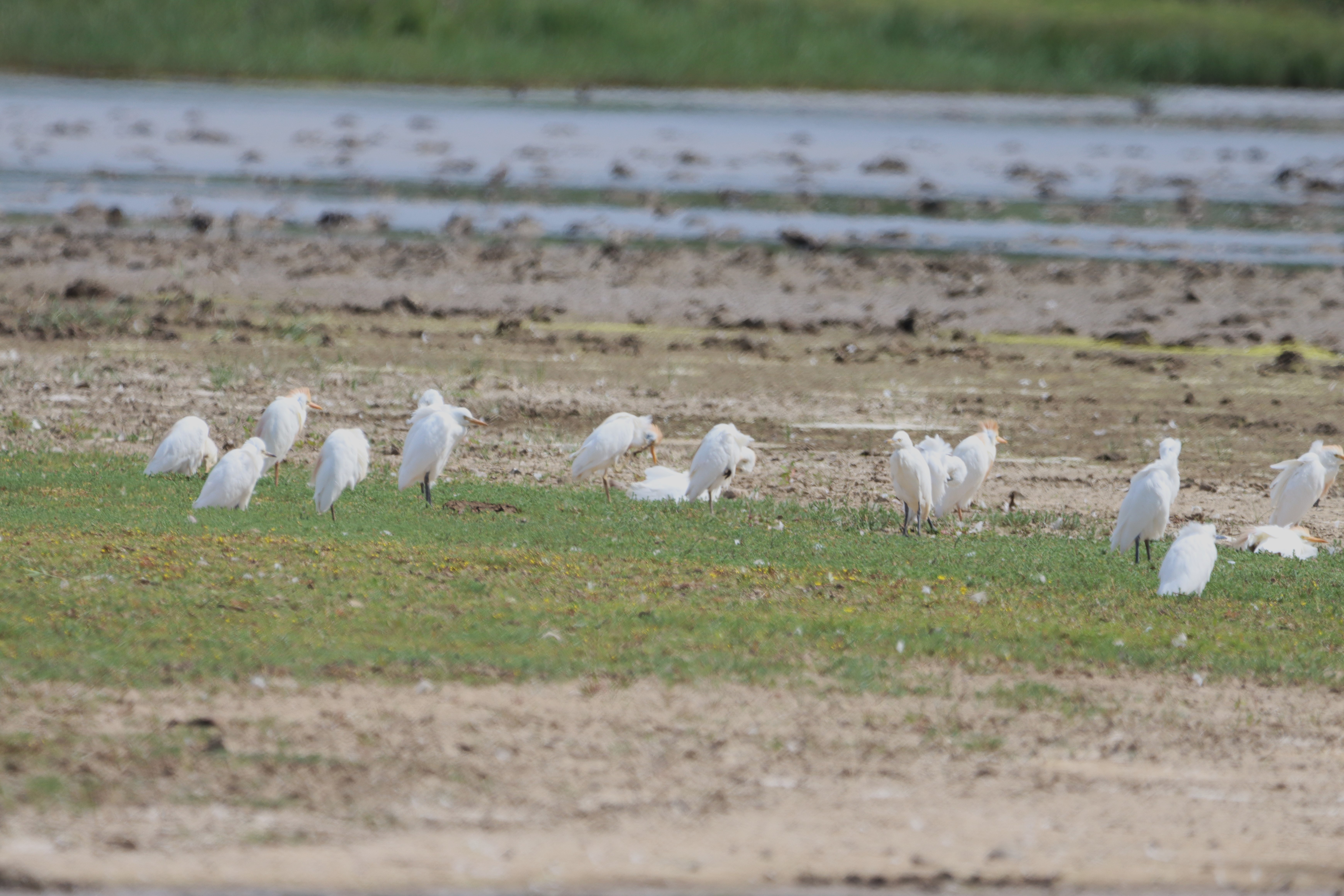 Cattle Egret - 27-07-2024