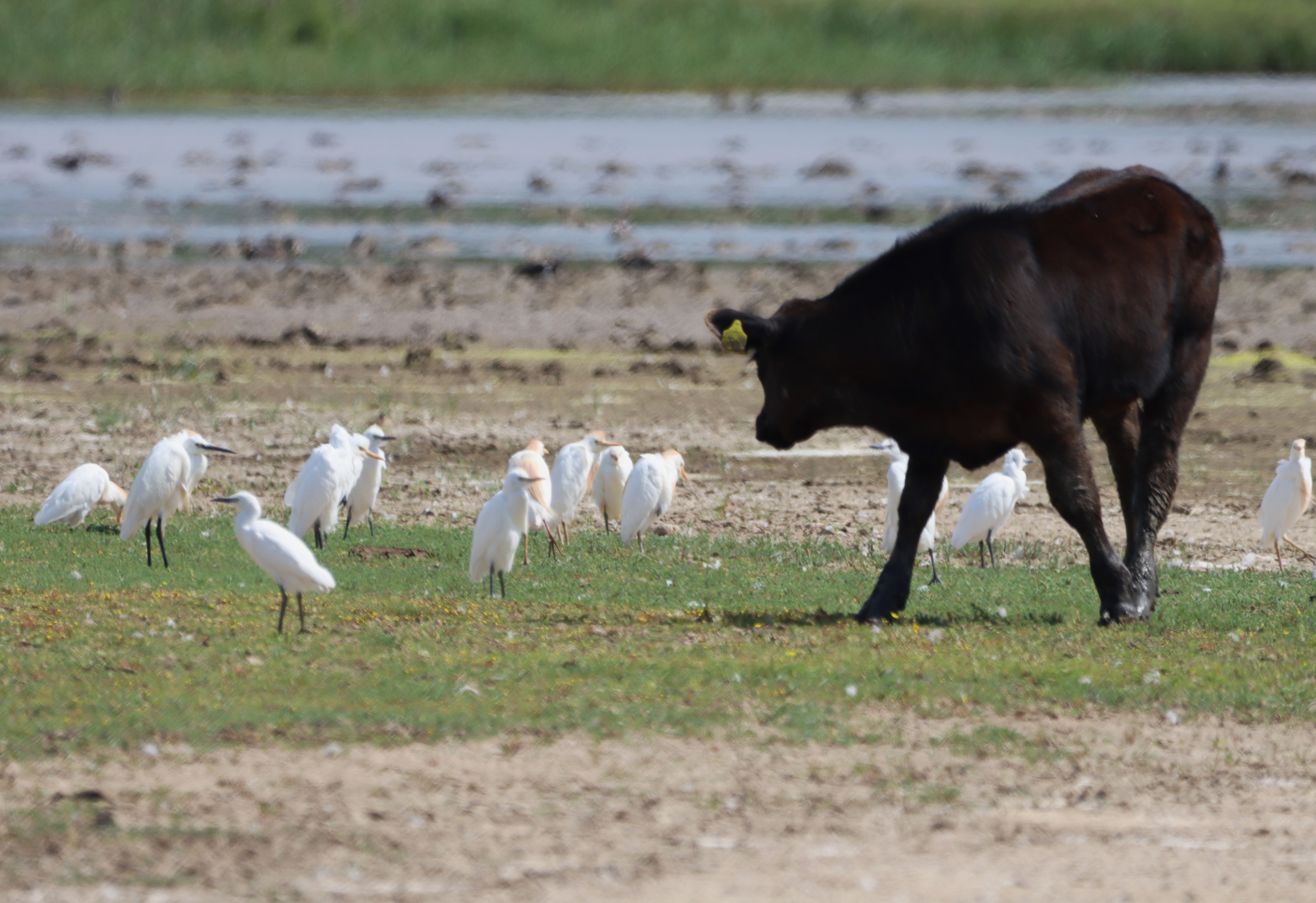 Cattle Egret - 27-07-2024