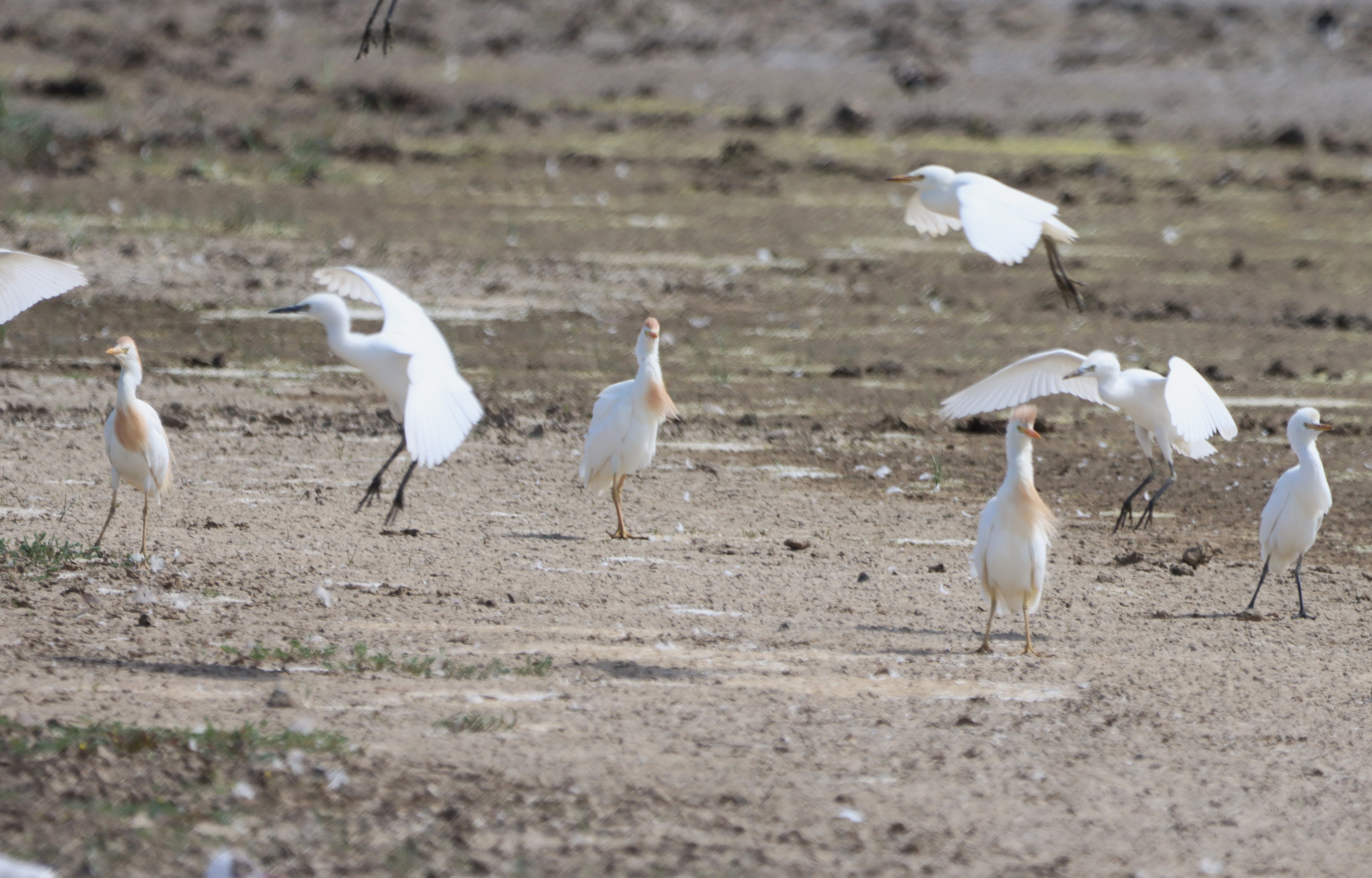 Cattle Egret - 27-07-2024