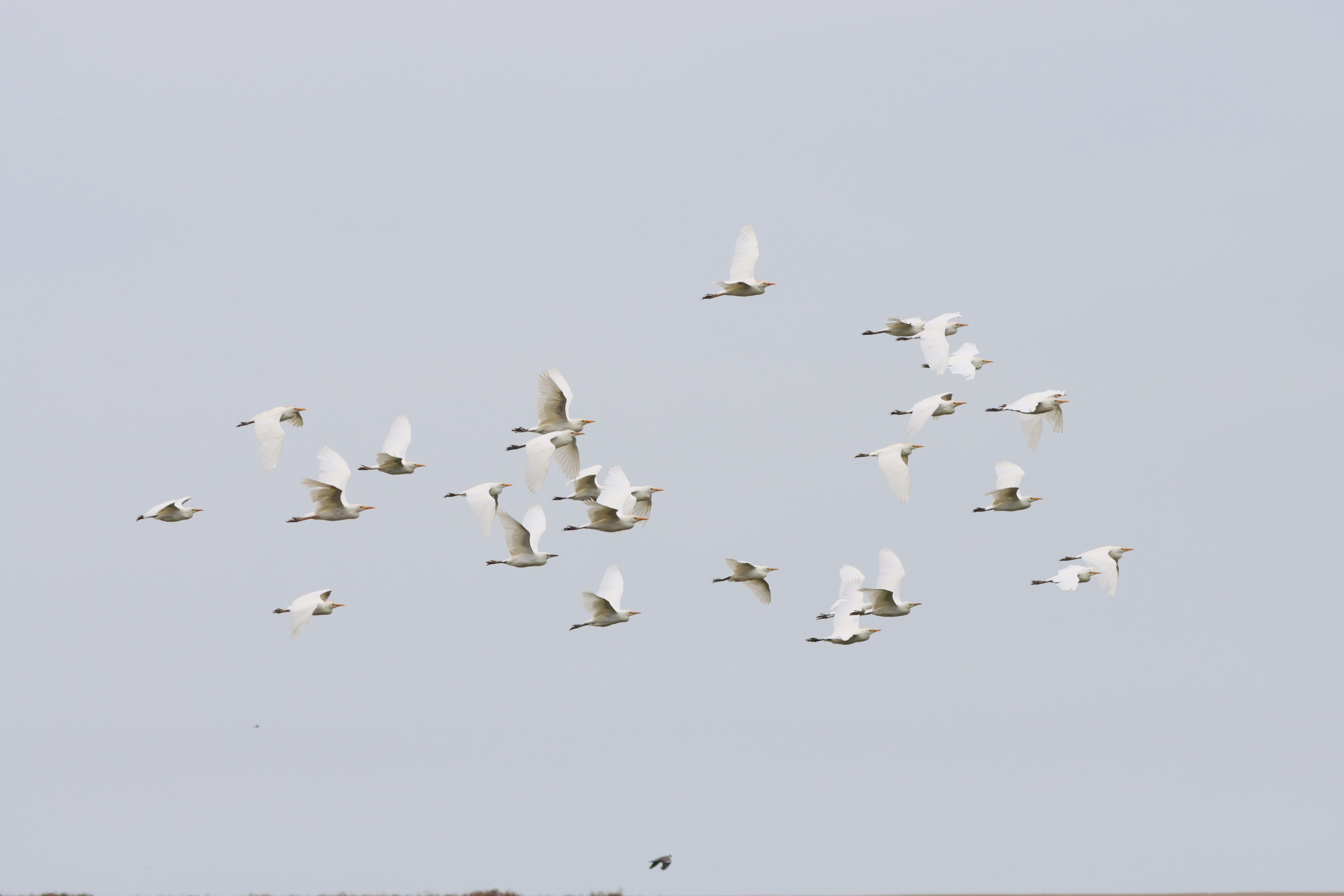 Cattle Egret - 07-09-2024