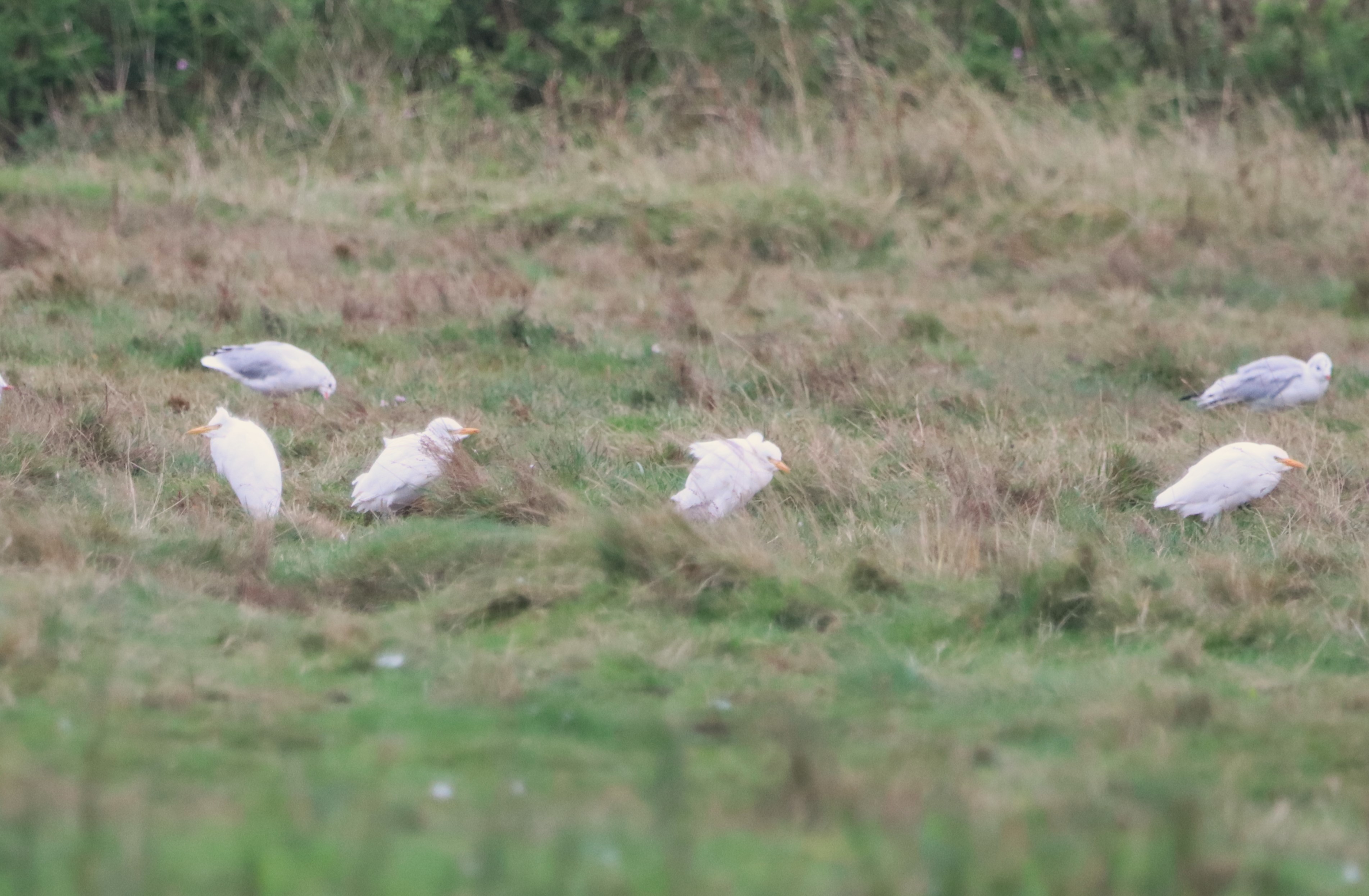 Cattle Egret - 19-09-2023