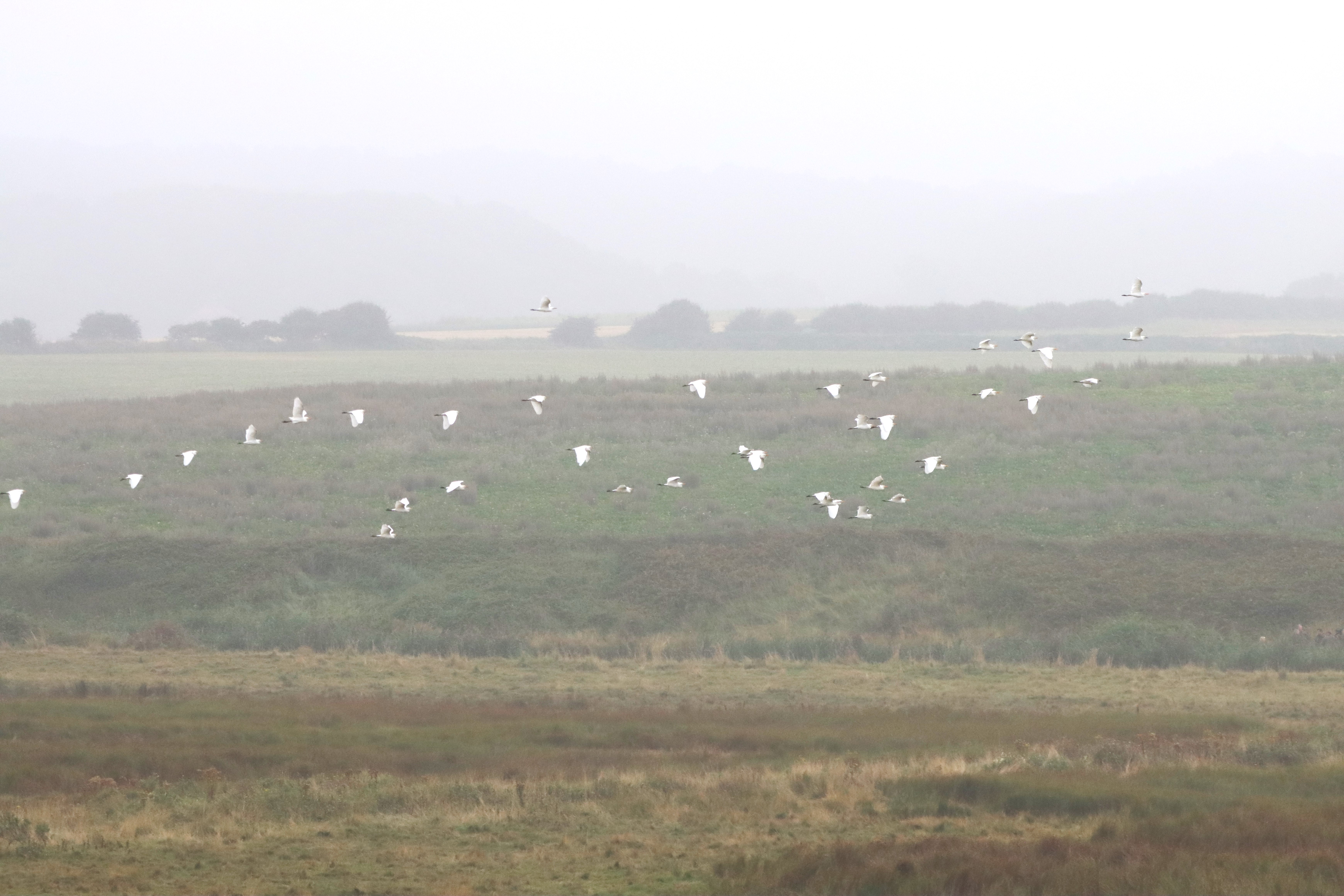 Cattle Egret - 07-09-2024