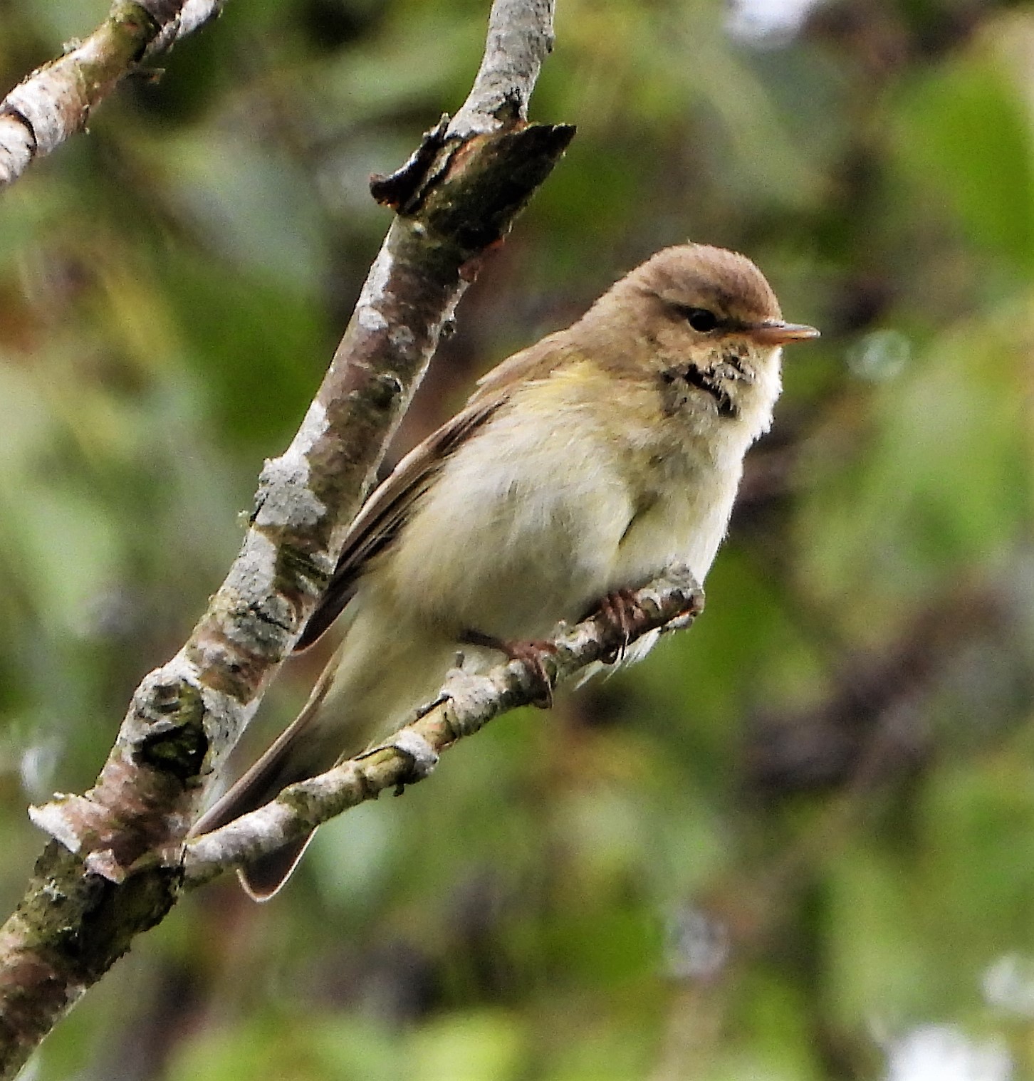 Chiffchaff - 24-06-2021