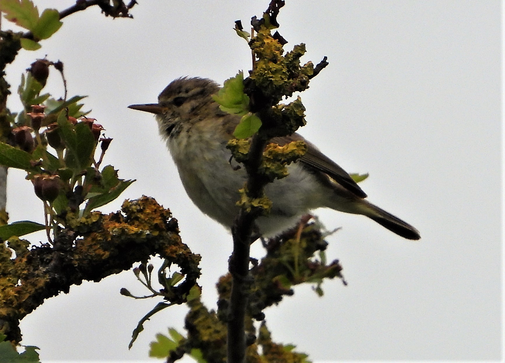 Chiffchaff - 30-06-2021