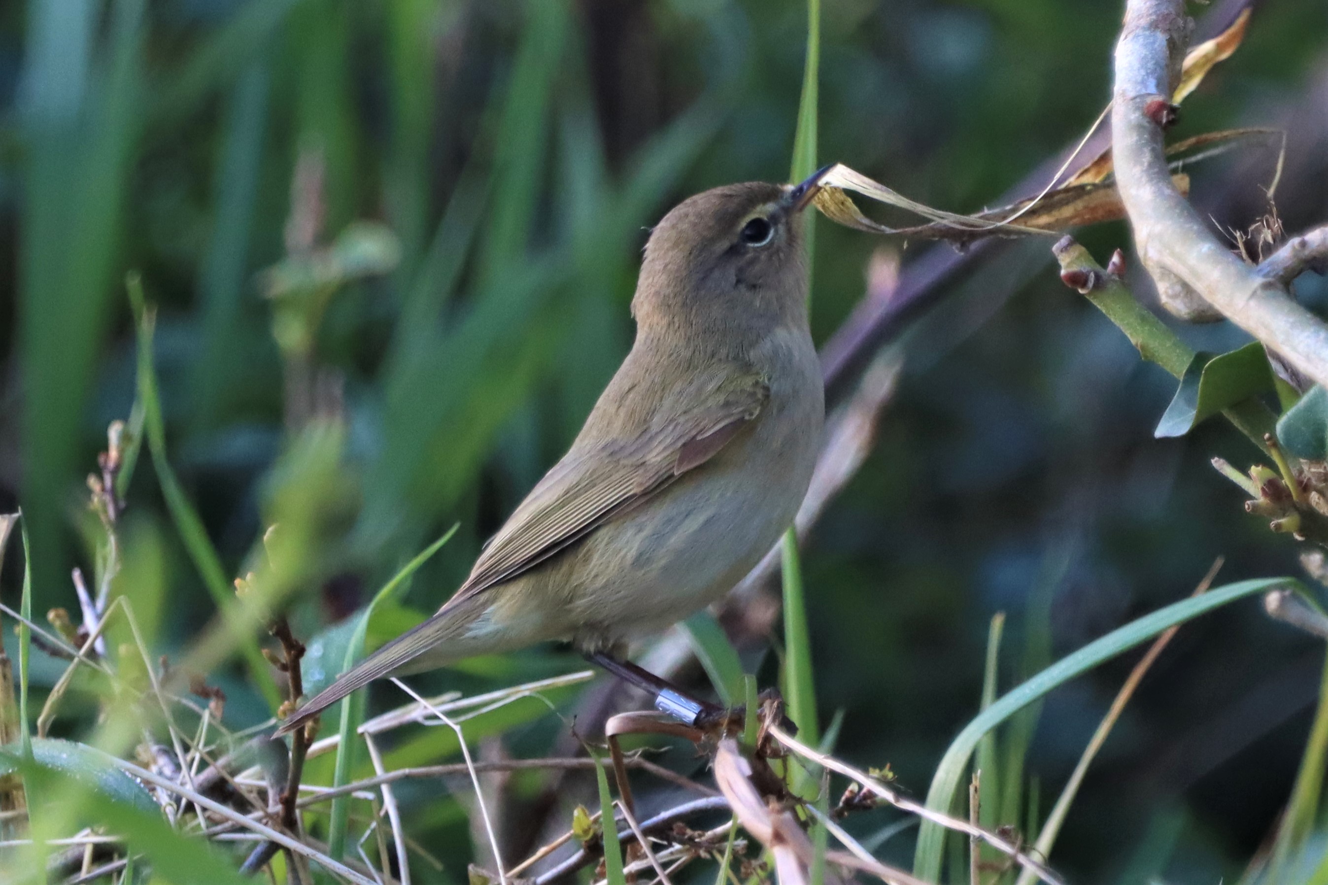 Chiffchaff - 13-04-2021