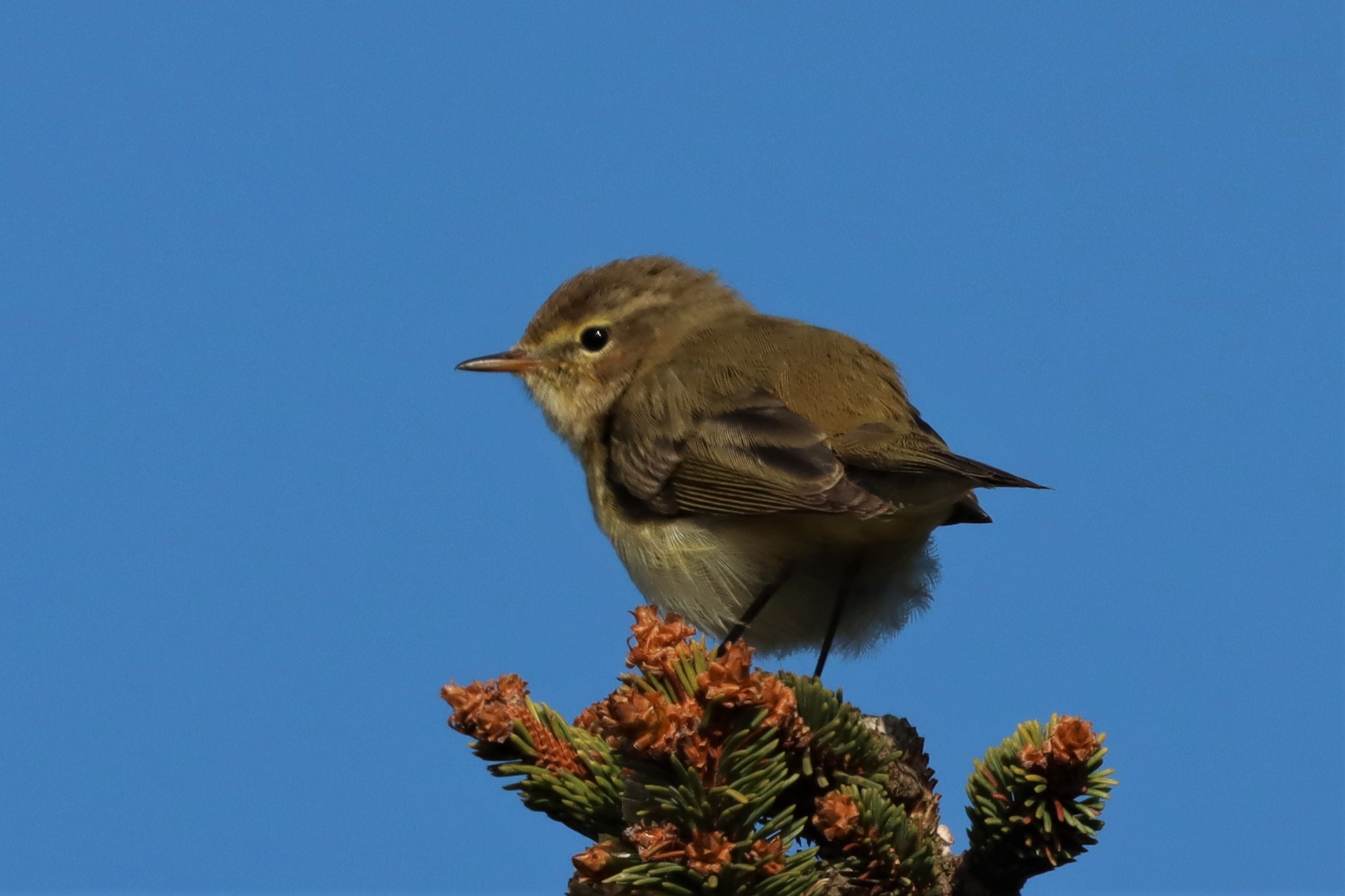 Chiffchaff - 25-04-2021