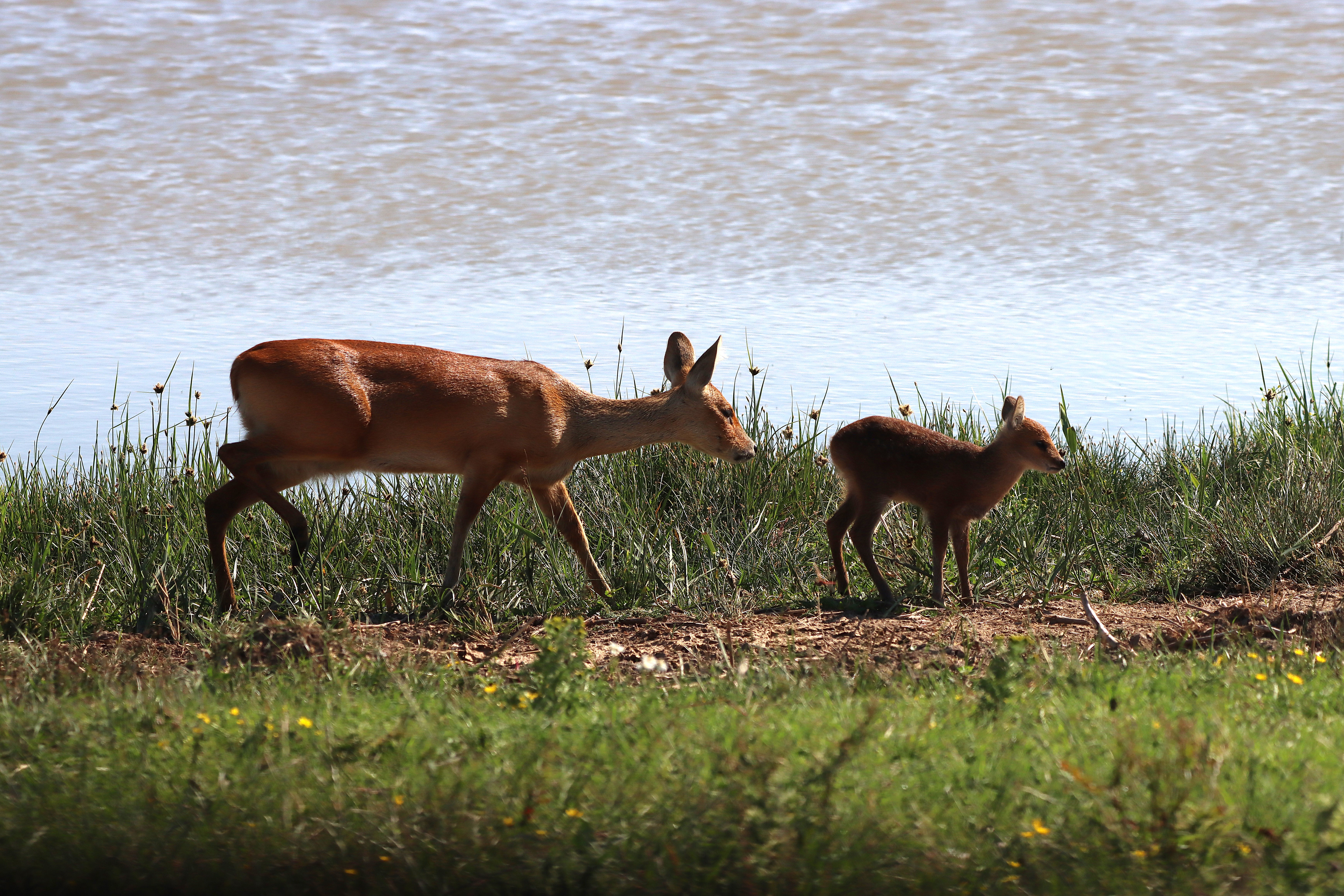 Chinese Water Deer - 22-06-2025