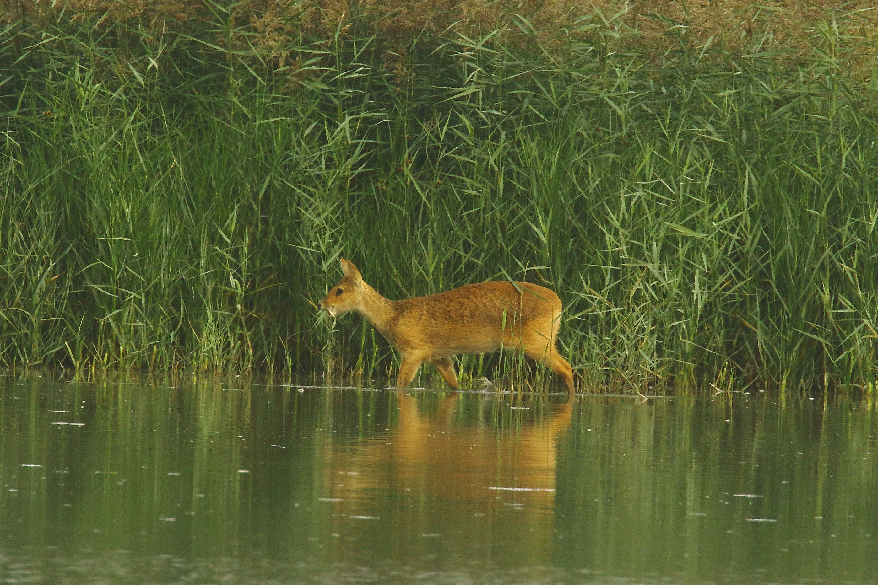 Chinese Water Deer - 17-09-2021