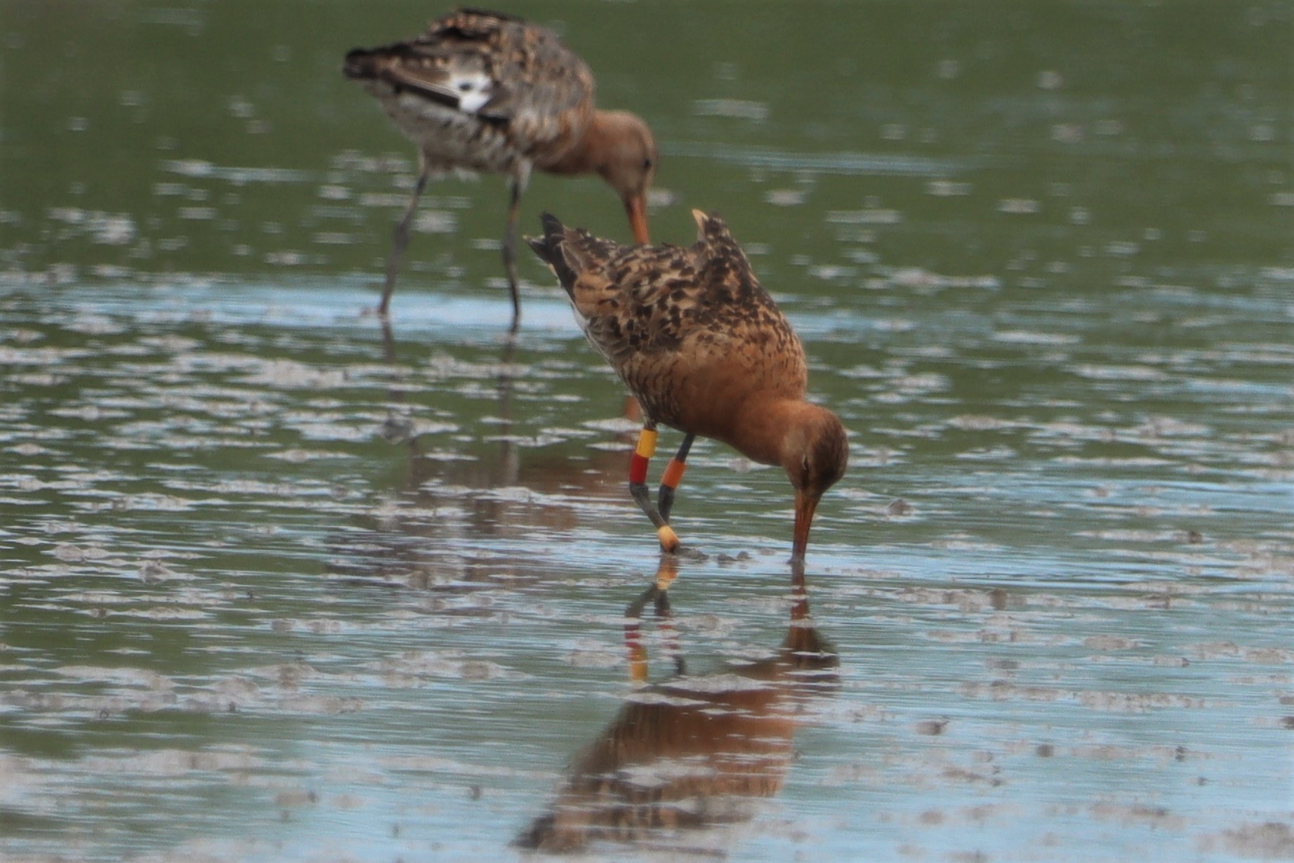 Black-tailed Godwit (Icelandic) - 01-08-2021