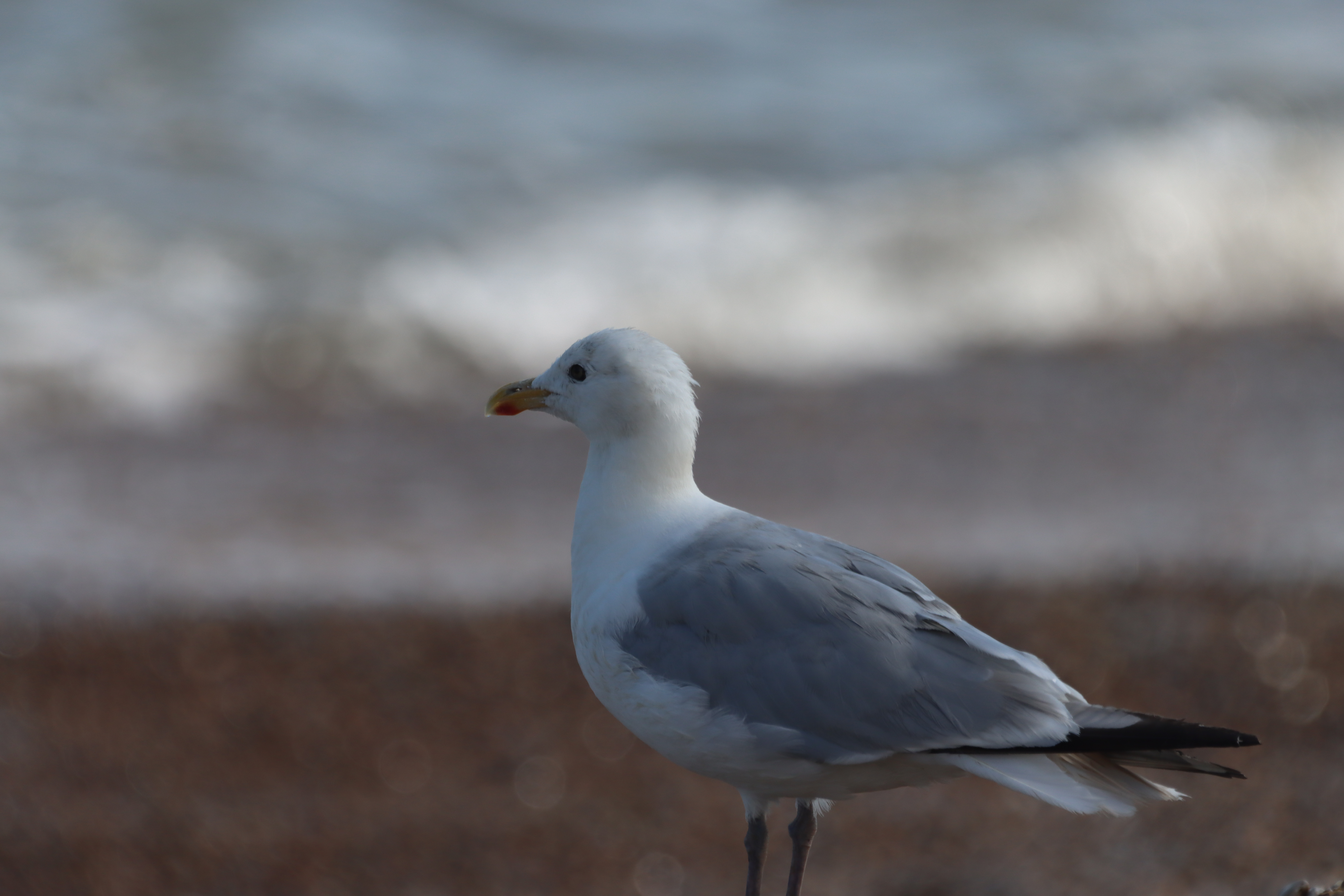 Caspian Gull - 10-08-2025