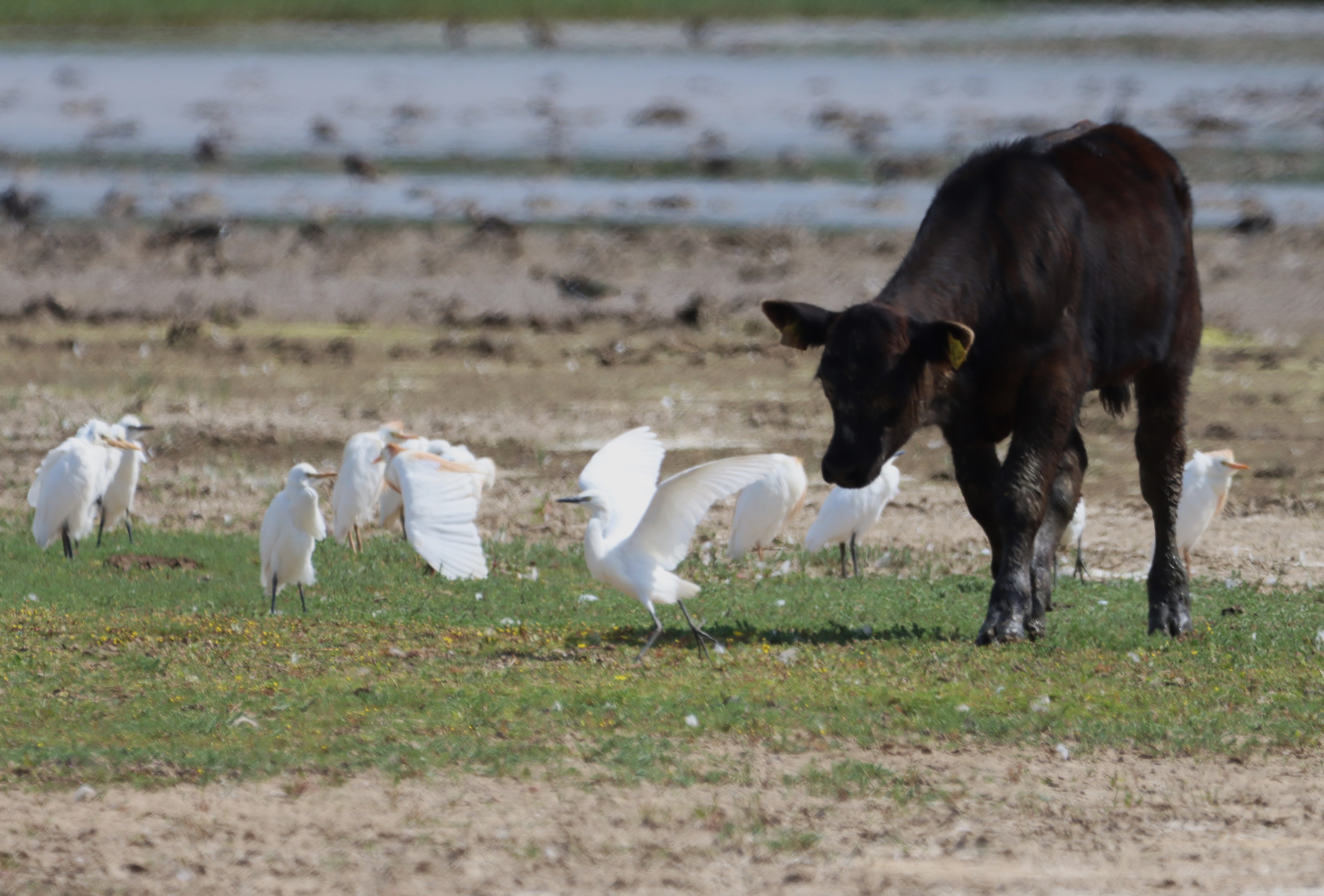 Cattle Egret - 27-07-2024