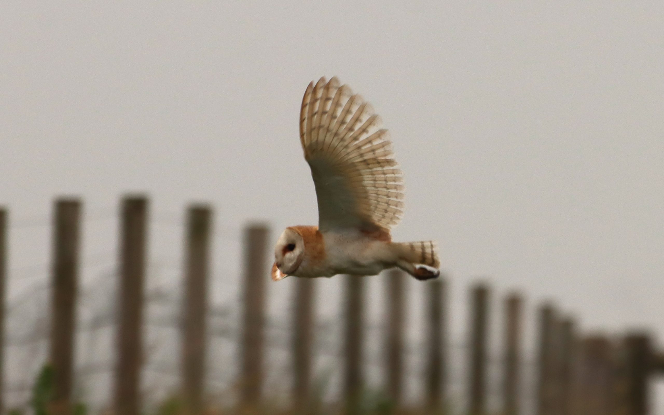 Barn Owl - 08-06-2026