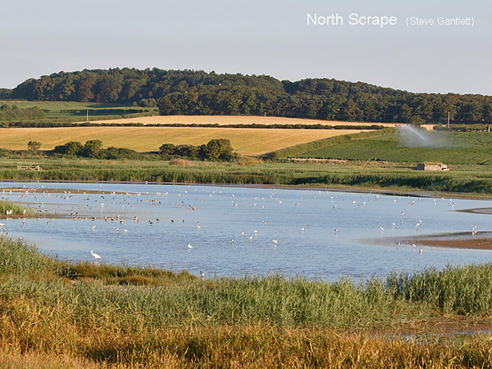 Cley-Marshes-W-North-Scrape-010-22_07_2016