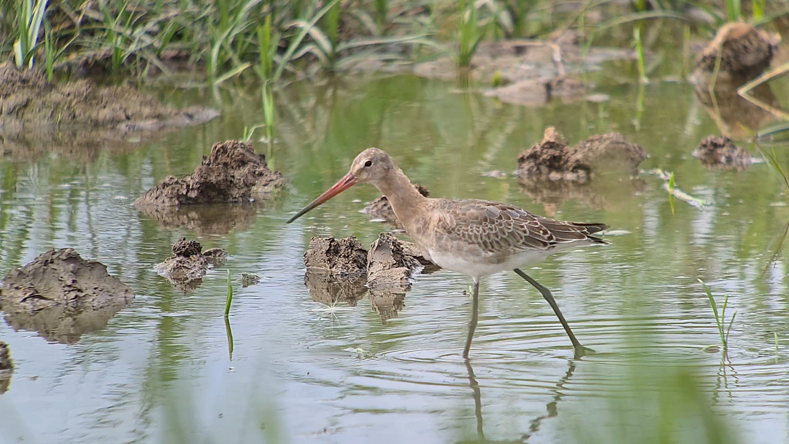 Black-tailed Godwit (European) - 17-07-2026