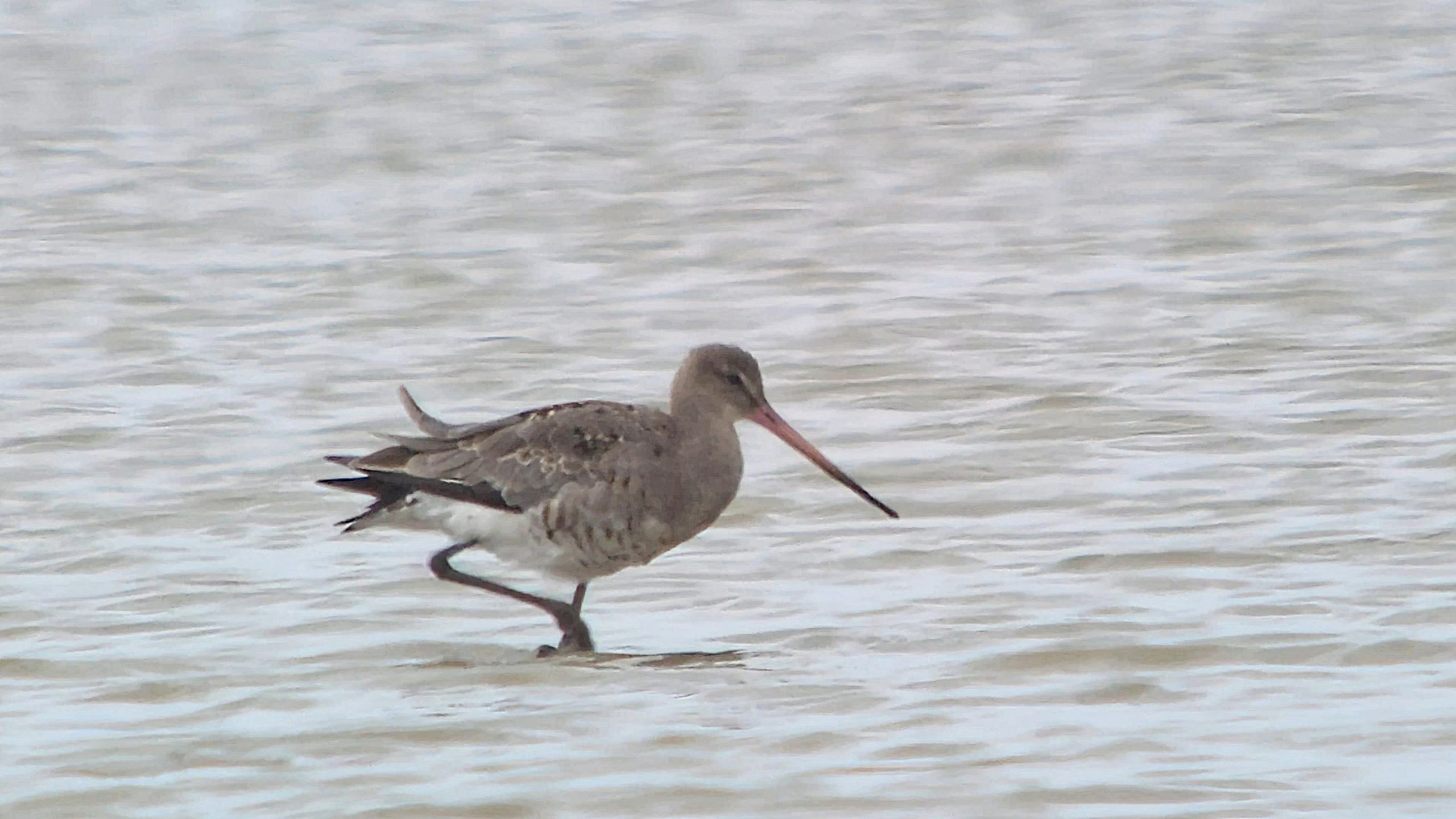 Black-tailed Godwit (European) - 17-07-2026