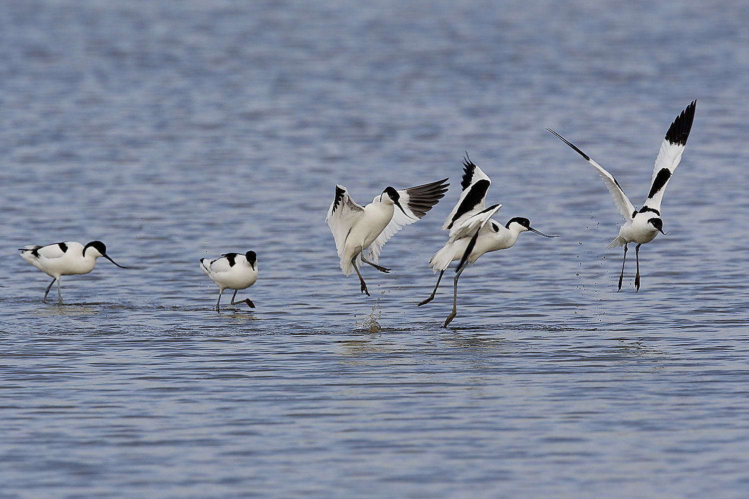 Avocet - 05-04-2023