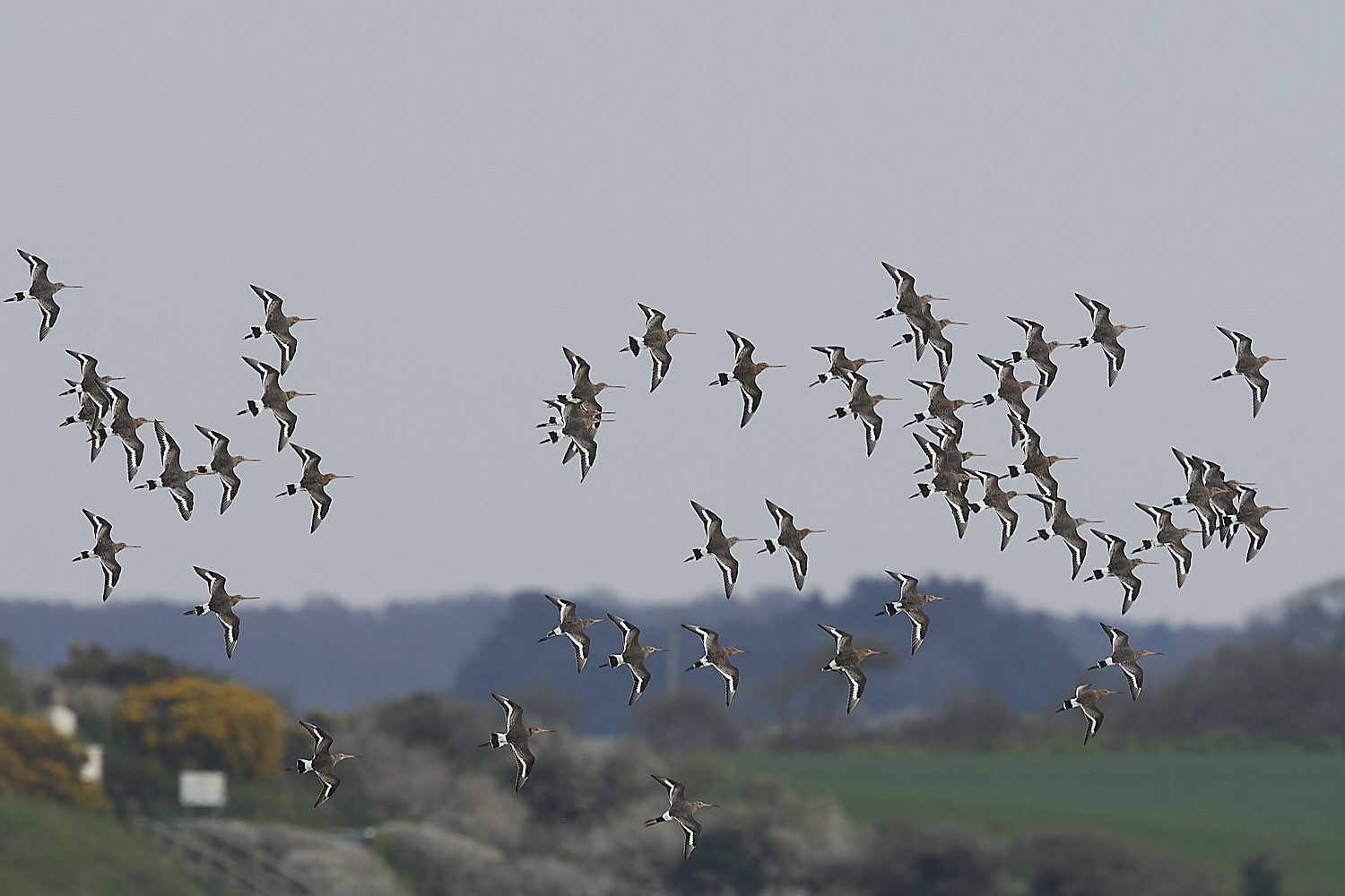 Black-tailed Godwit - 05-04-2023