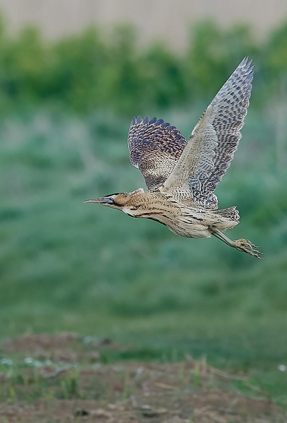 Bittern - 13-04-2023