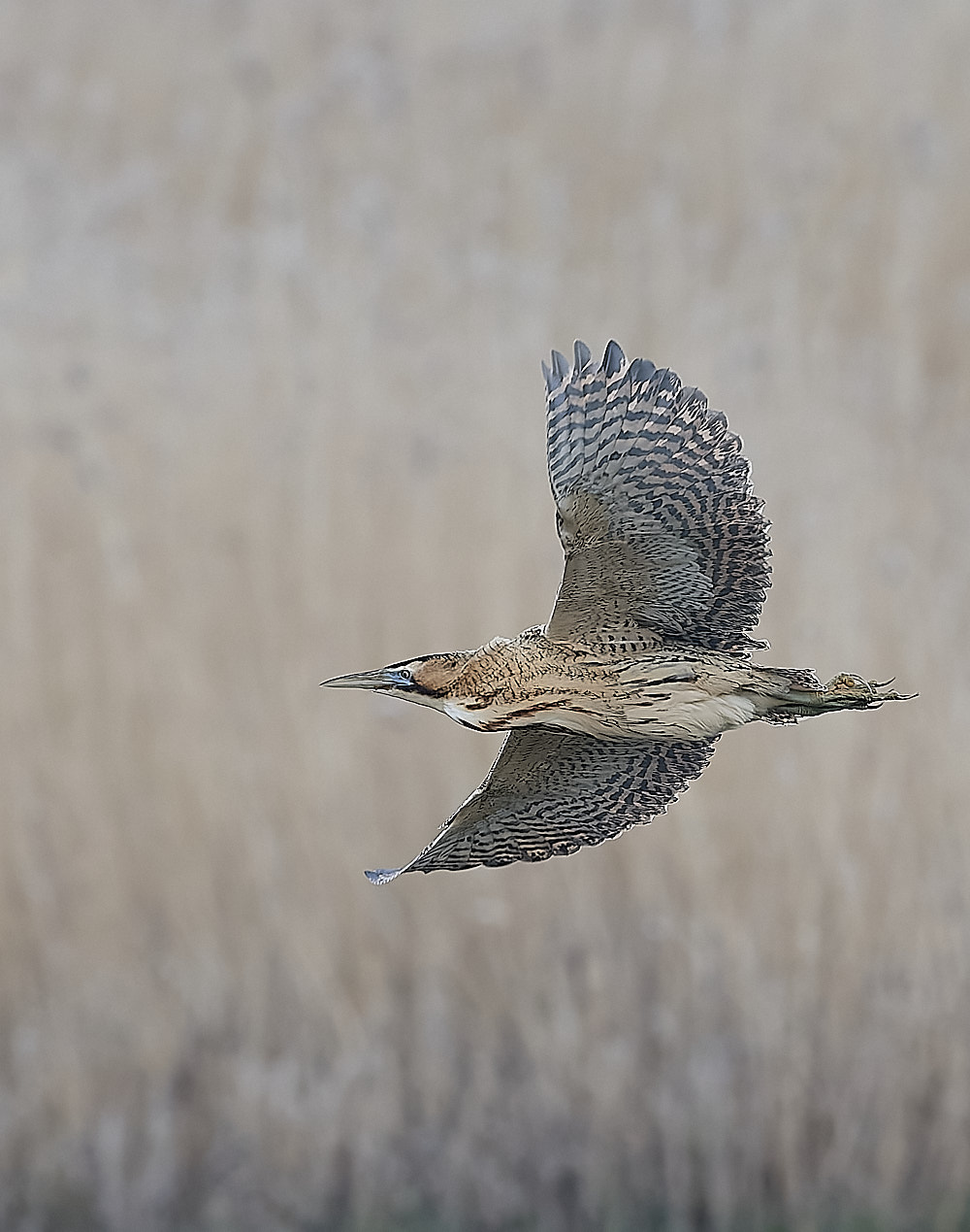 Bittern - 13-04-2023