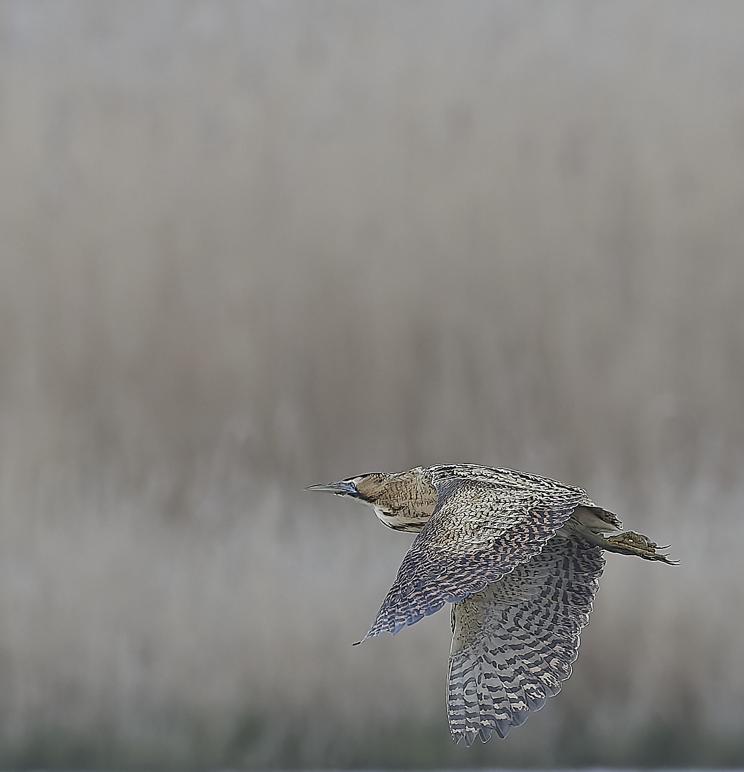 Bittern - 13-04-2023