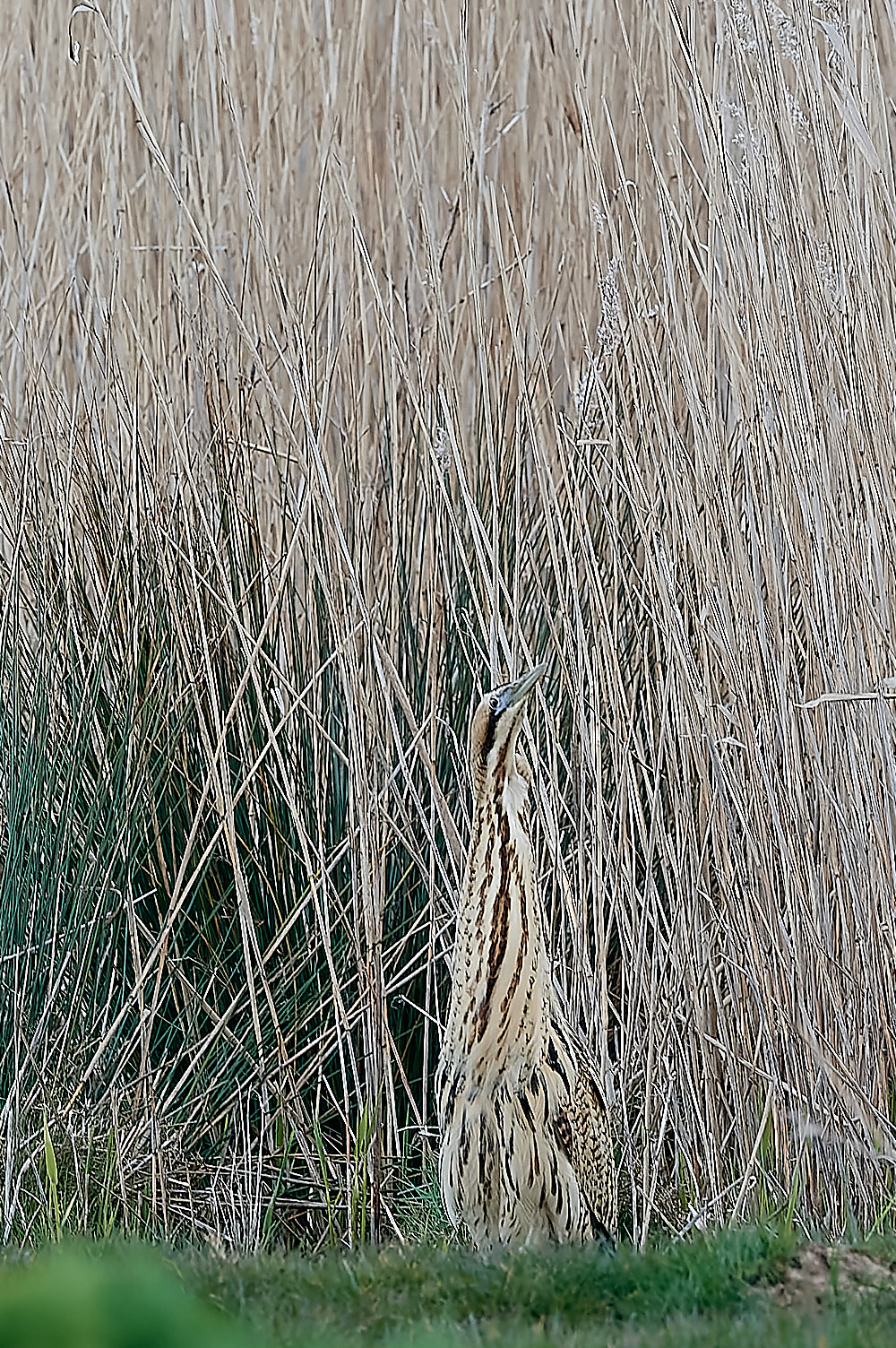 Bittern - 13-04-2023