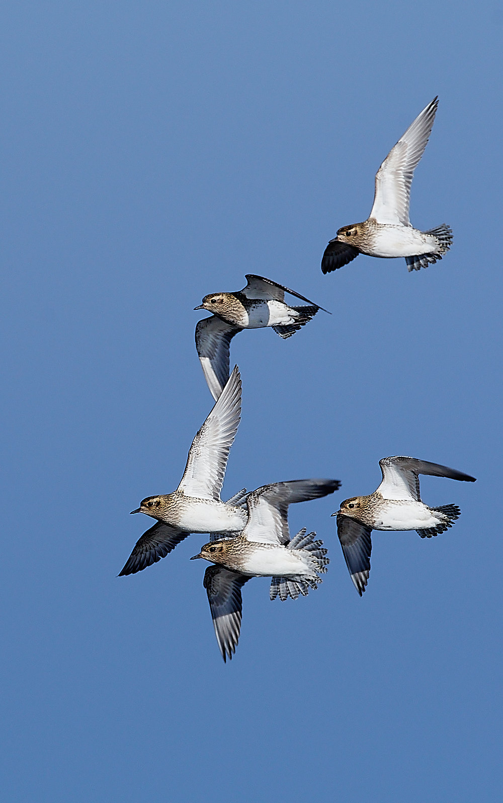 Golden Plover - 14-02-2023