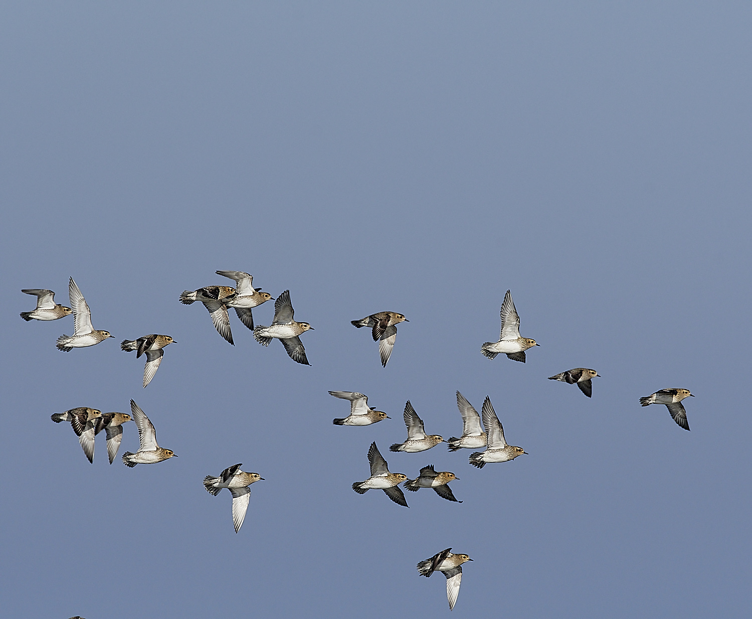 Golden Plover - 14-02-2023