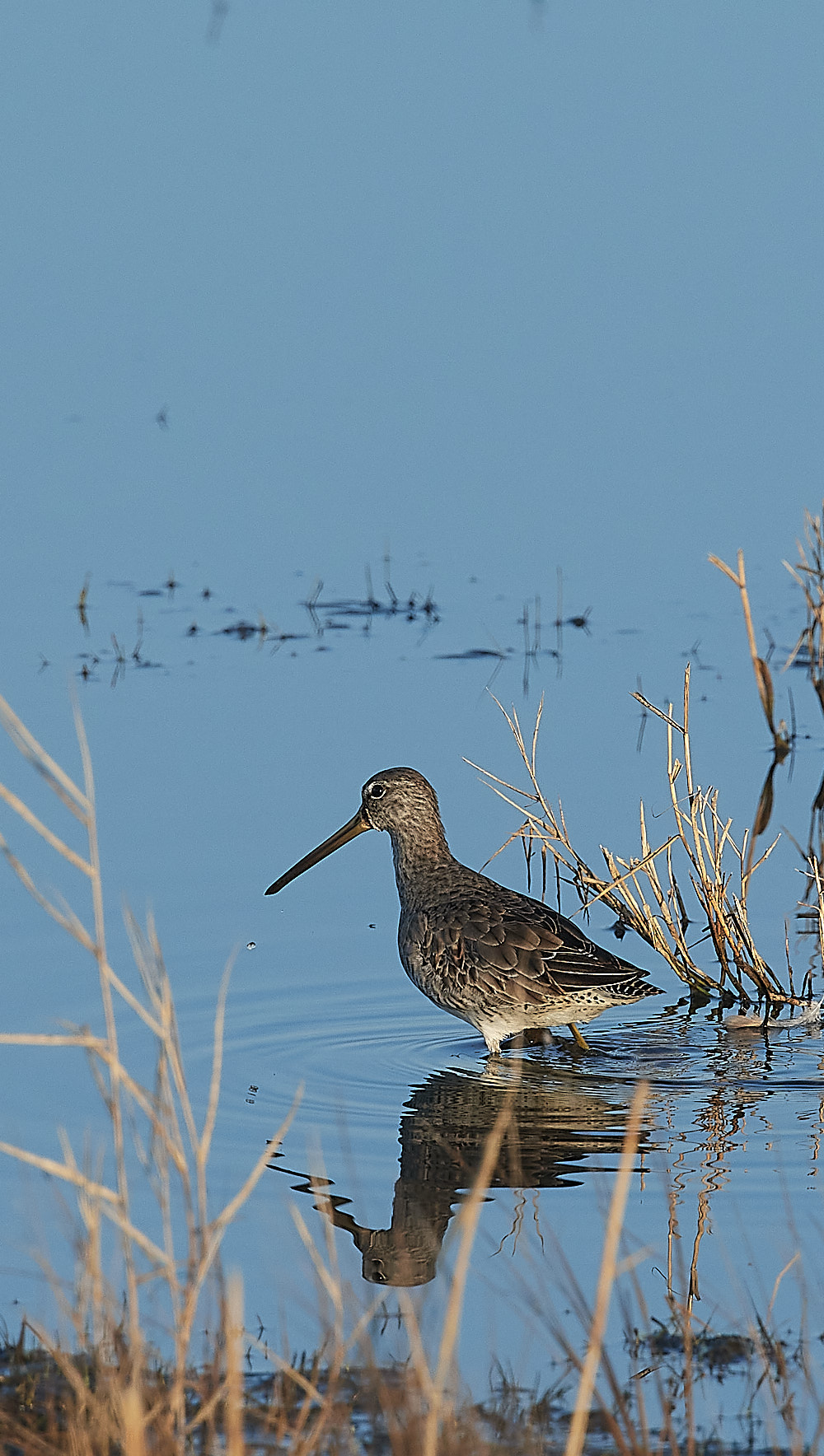 Long-billed Dowitcher - 14-02-2023